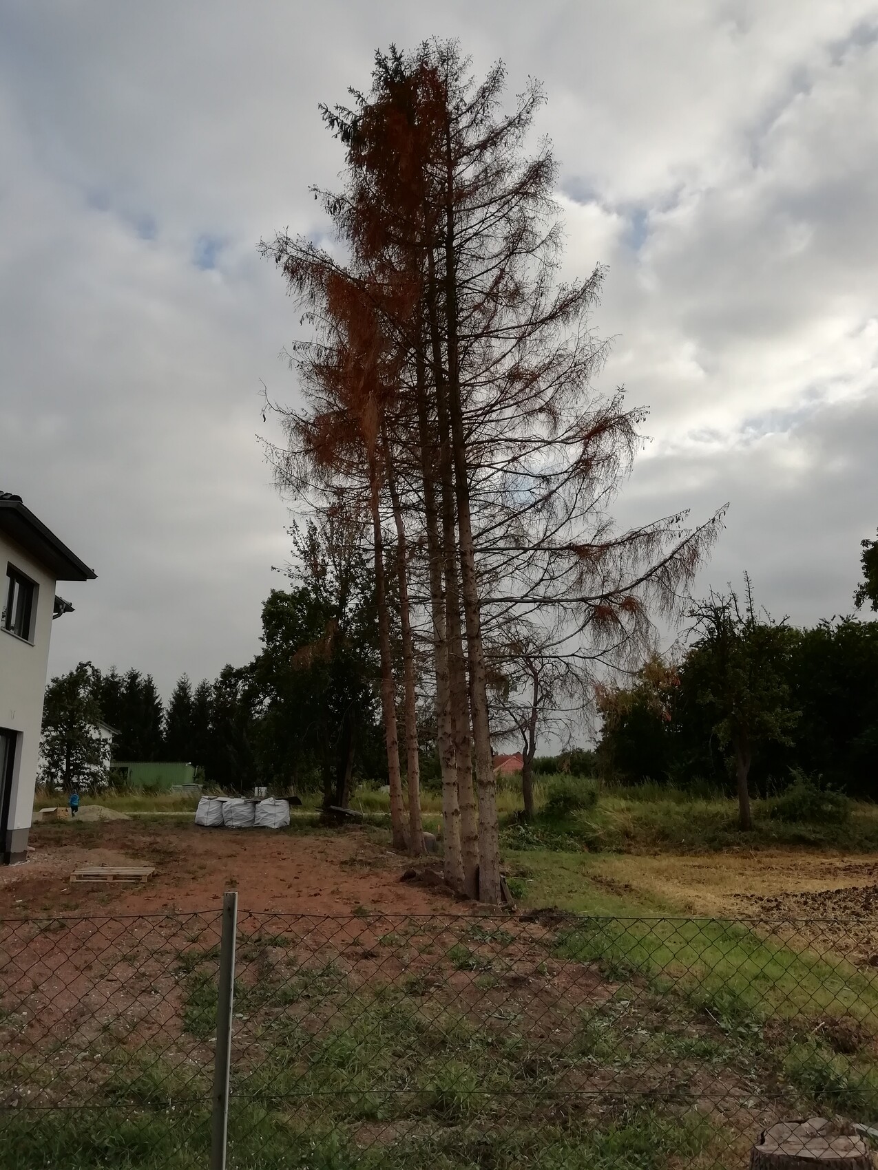 Mehrere hochstammige, kahle Bäume neben einem Haus; Drahtzaun im Vordergrund, wolkiger Himmel.