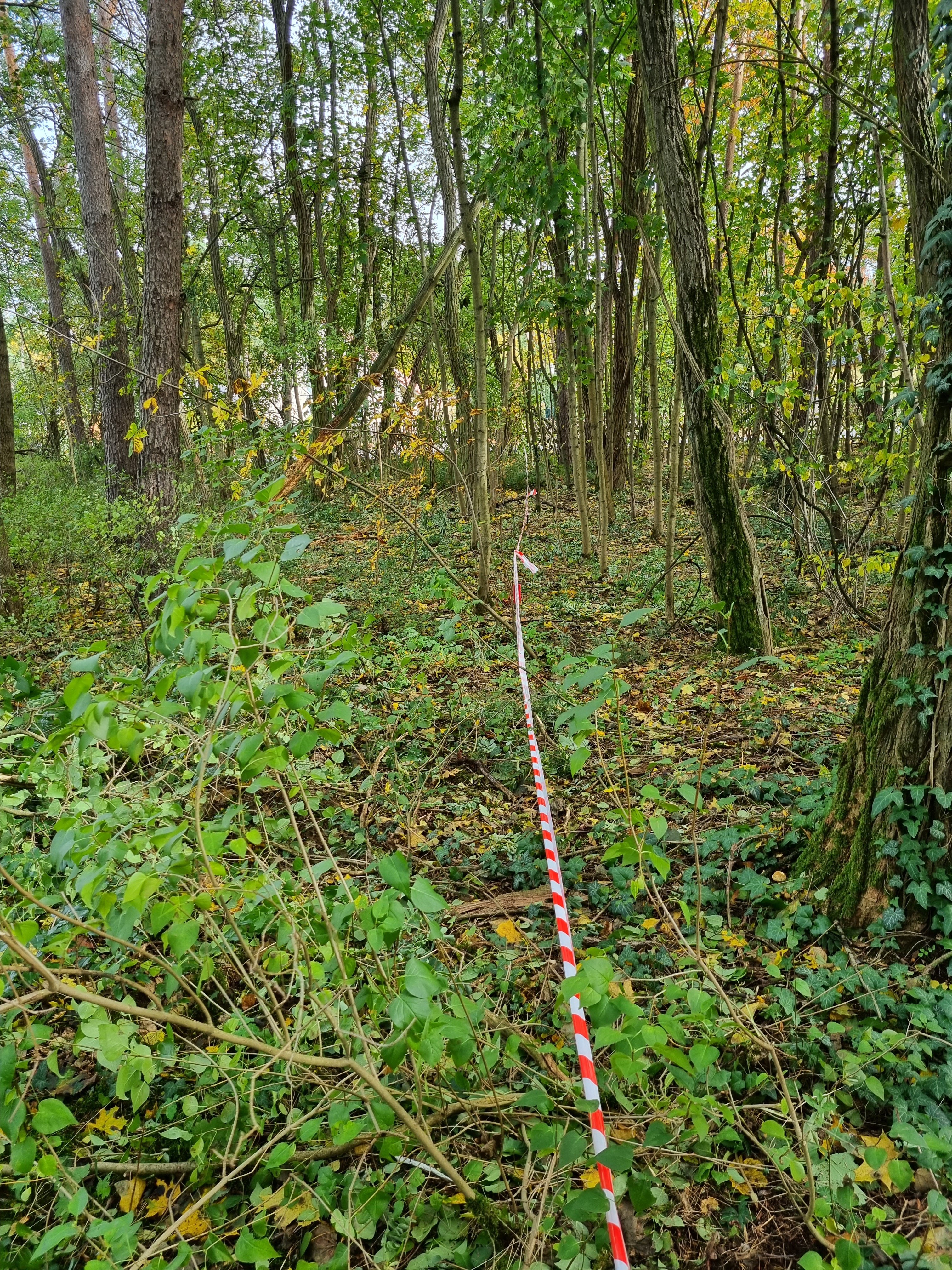 grundstueck-grundrissplanung-im-wald-messband-landschaft.jpg