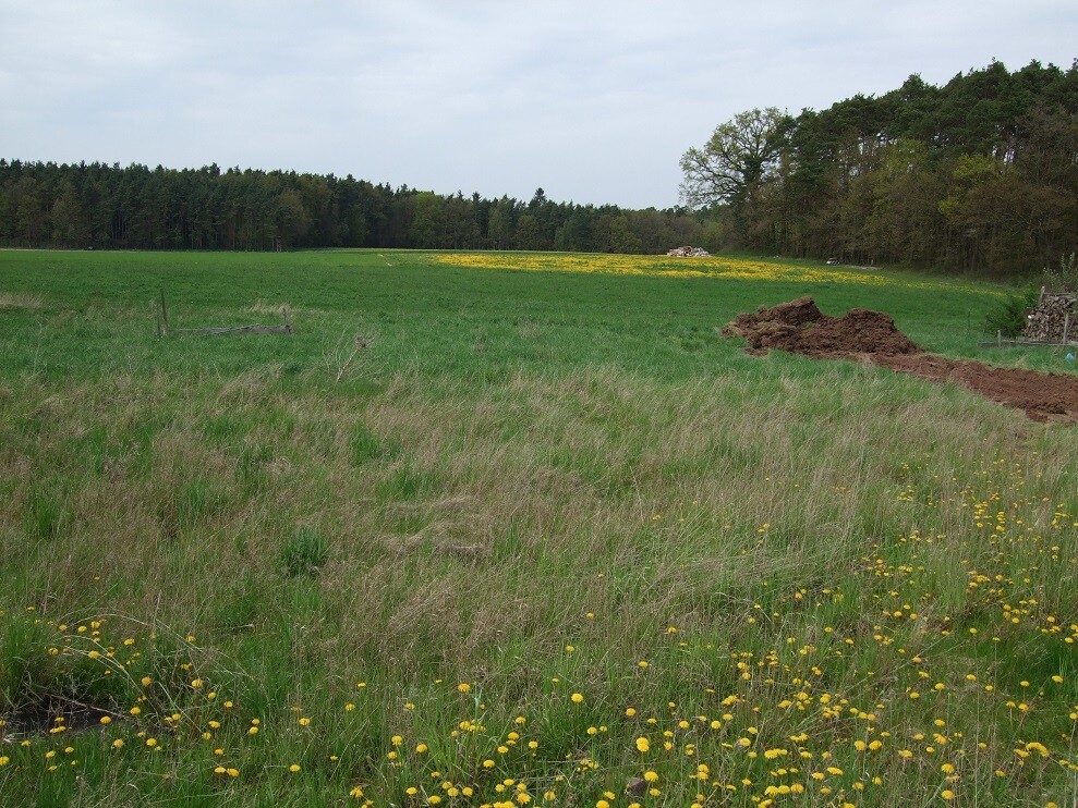 Grünes Feld mit Wildblumen, Bauplatz und Erdmassen am Rand, Wald im Hintergrund