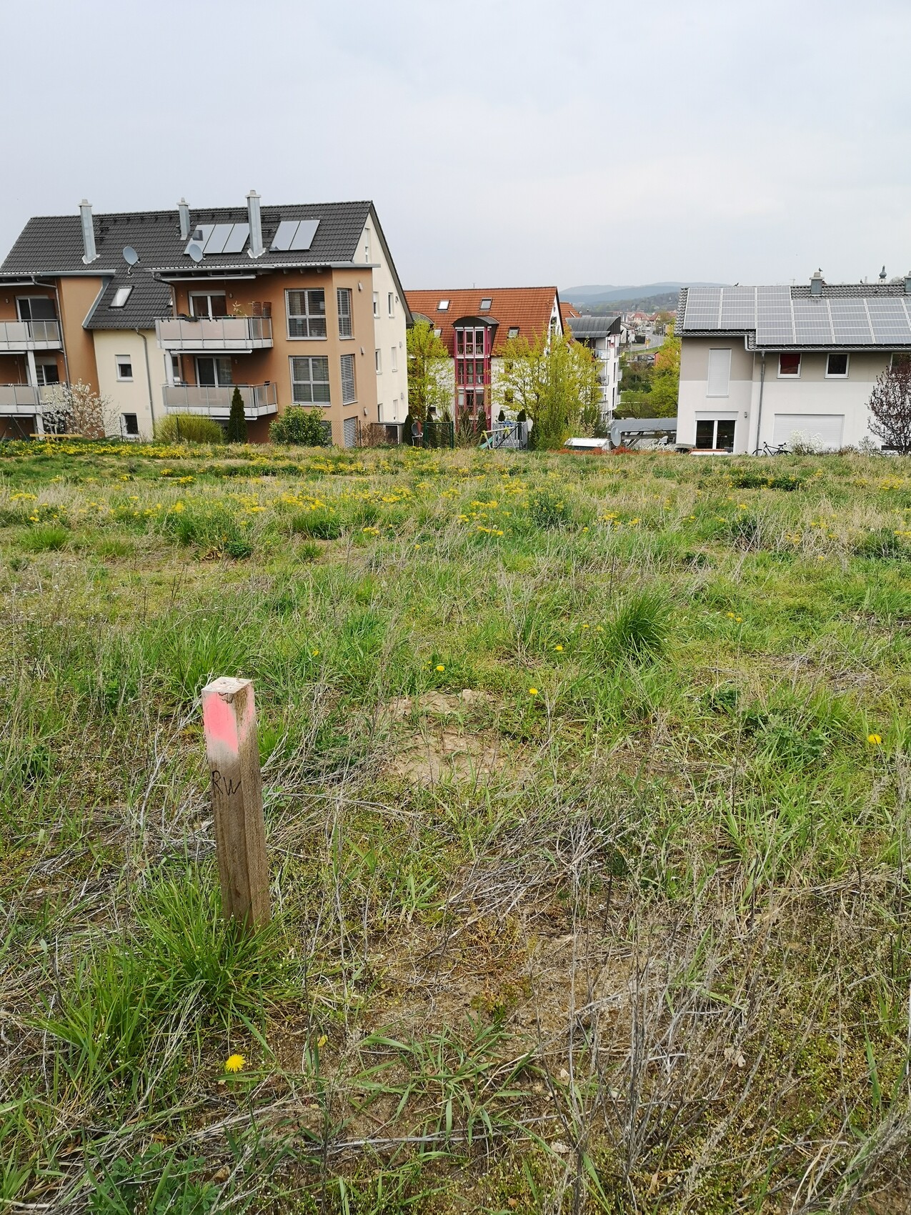 Grasfläche mit gelben Blüten im Vordergrund; dahinter Wohngebäude mit Solarpanelen auf den Dächern