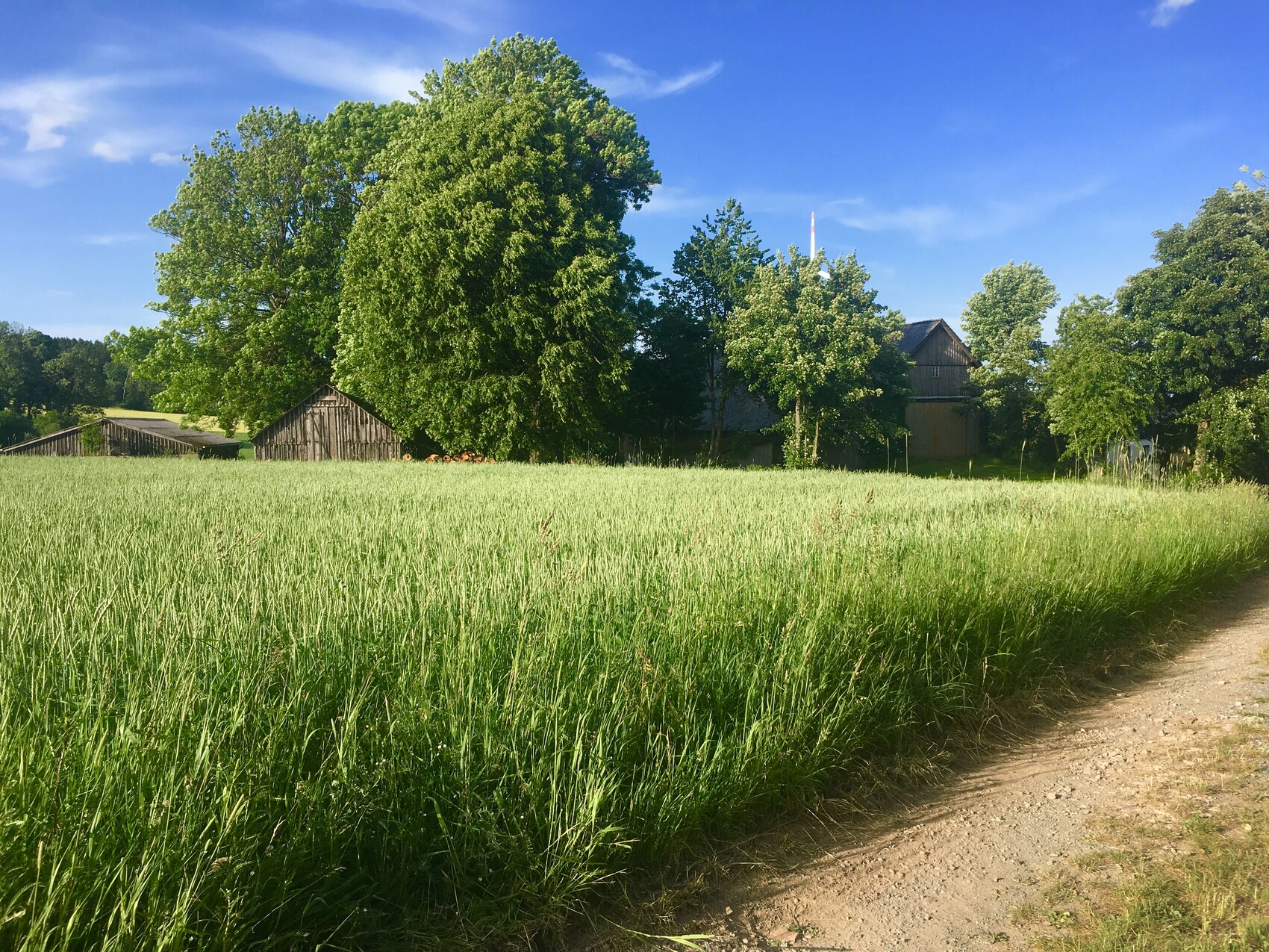 Grünes Getreidefeld mit Holzhäusern und großen Bäumen; Weg am rechten Rand, blauer Himmel.