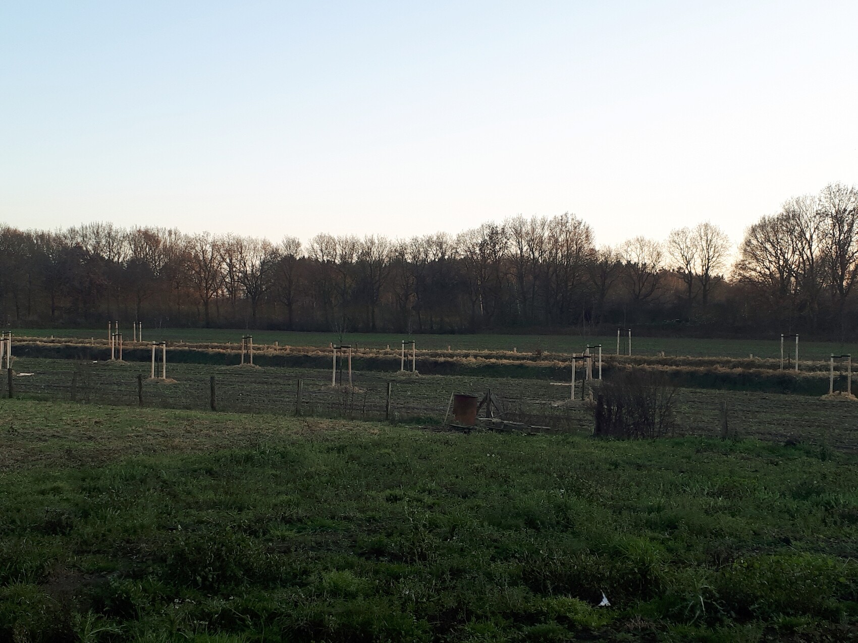 Offenes Feld mit Baumreihe im Hintergrund; Baupfosten markieren Grundstücksgrenze.