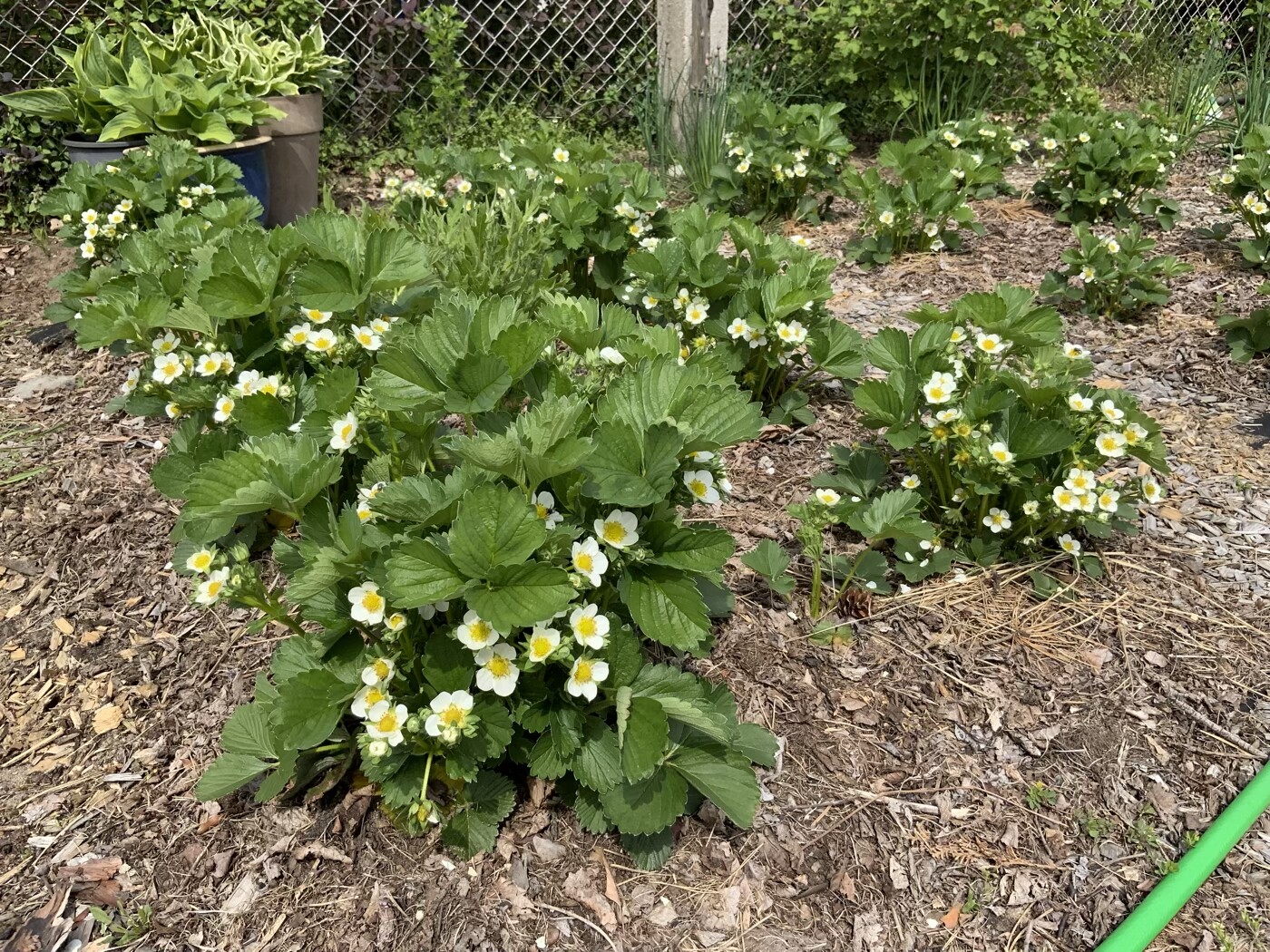 Erdbeerpflanzen mit weißen Blüten und gelben Zentren im Gartenbeet auf Mulchboden.