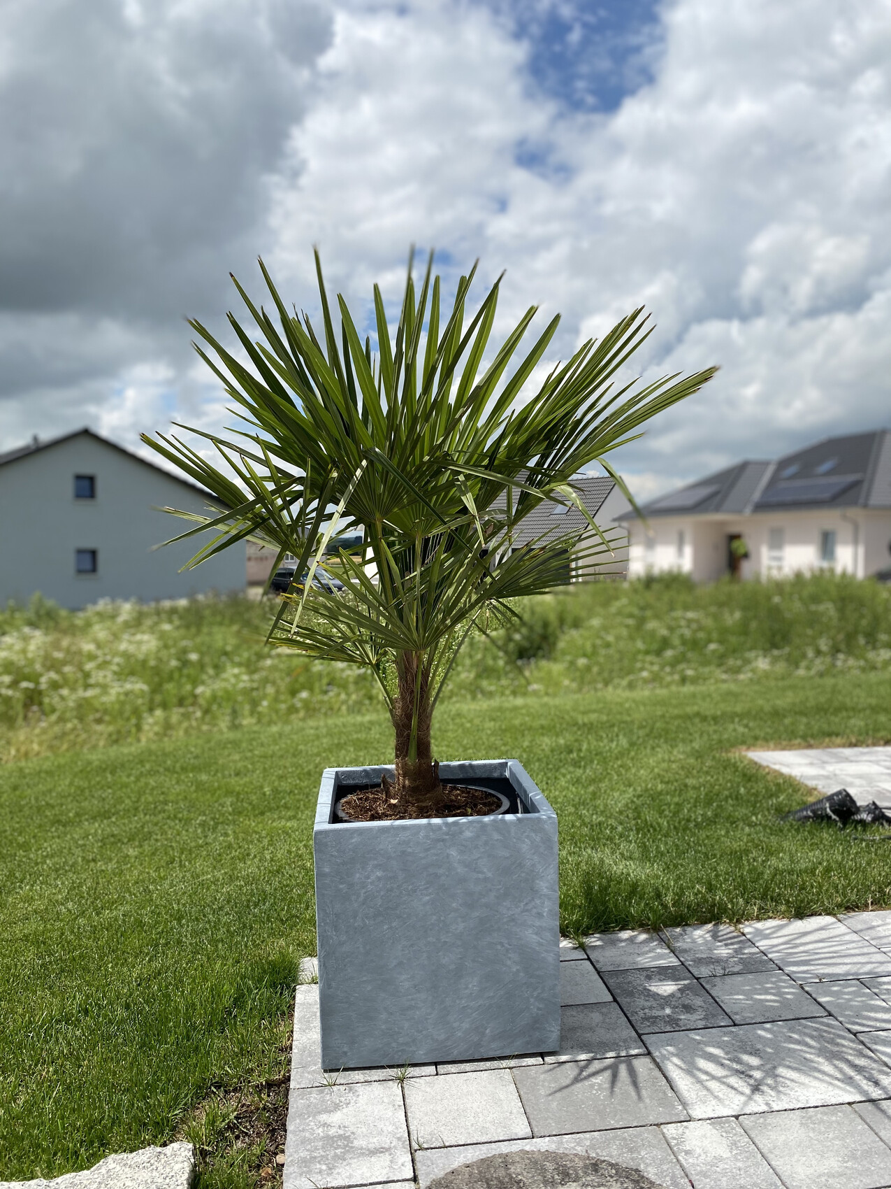 Palme in grauem quadratischem Pflanzkübel auf gepflasterter Terrasse, Garten im Hintergrund.