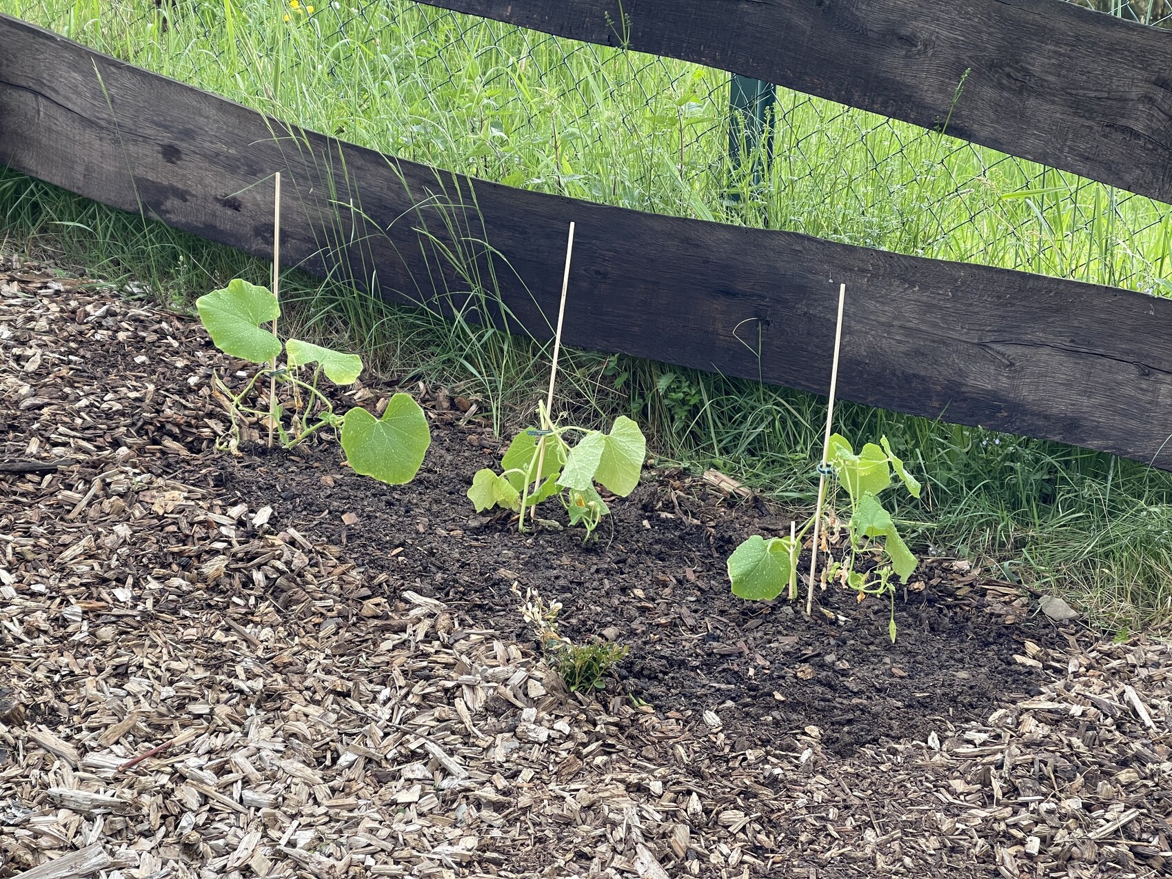 Kleine Gurkenpflanzen mit Stäben als Rankhilfe im Gartenbeet, Mulchboden.