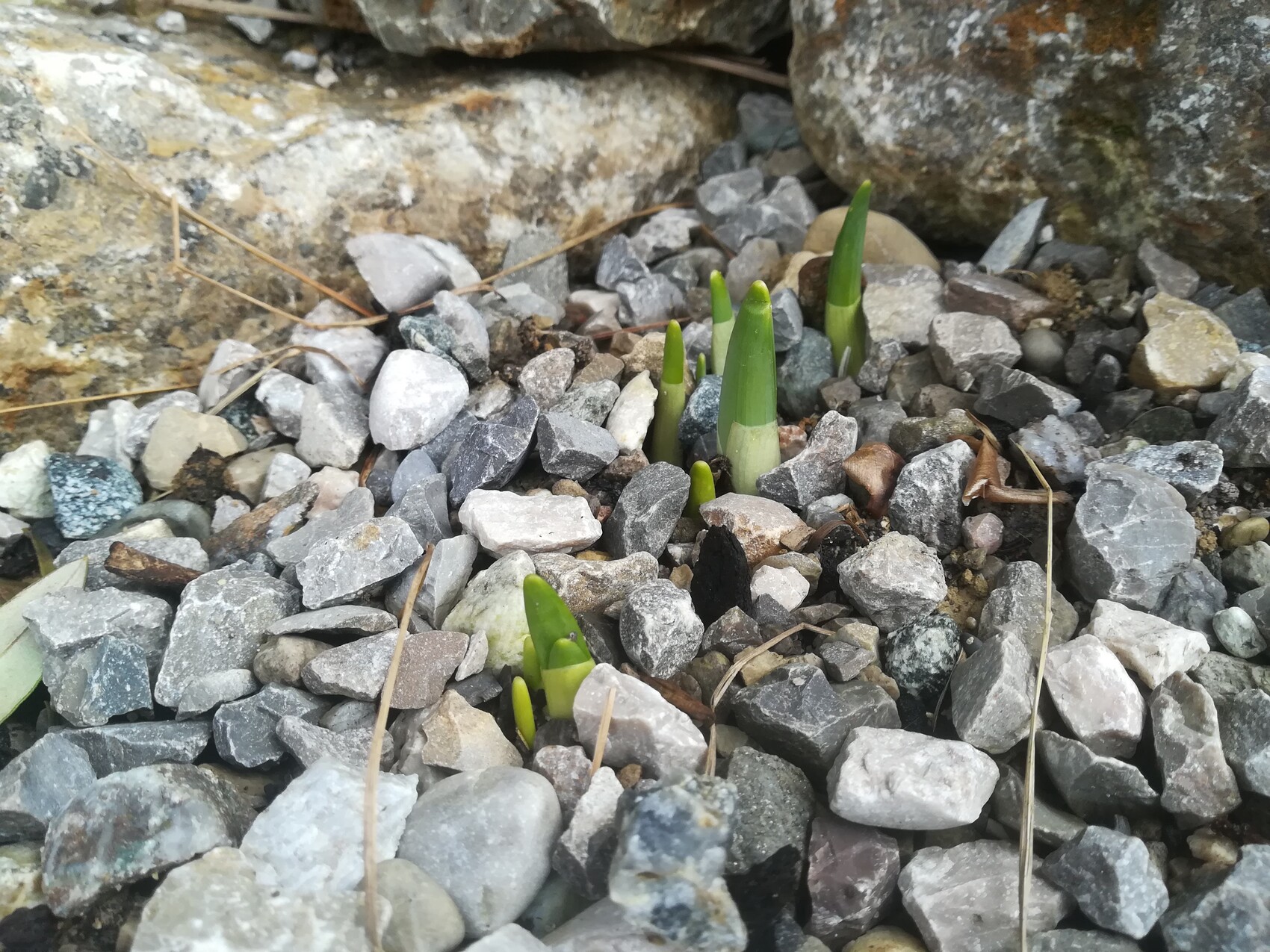 Grüne Triebe wachsen zwischen grauen Kieselsteinen neben Felsen.