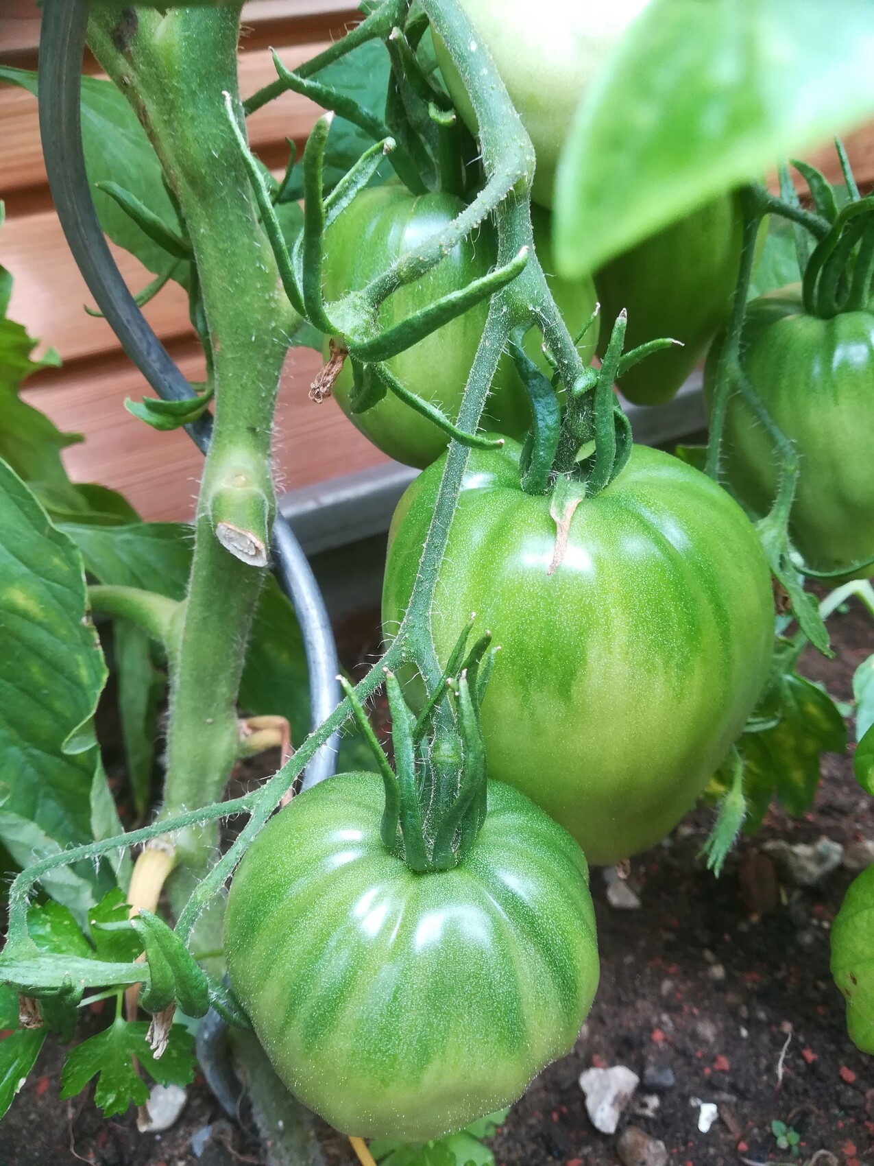 Grüne Tomaten hängen am Tomatenstrauch, Nahaufnahme der Früchte im Garten.