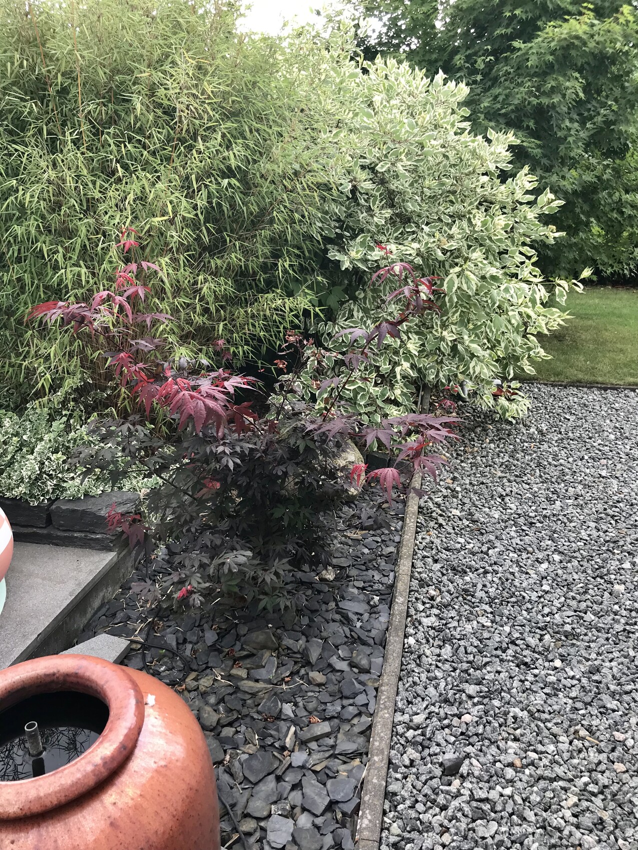 Gartenansicht: Kiesweg, roter japanischer Ahorn, grün-weißer Strauch, Bambus und Terracotta-Topf.