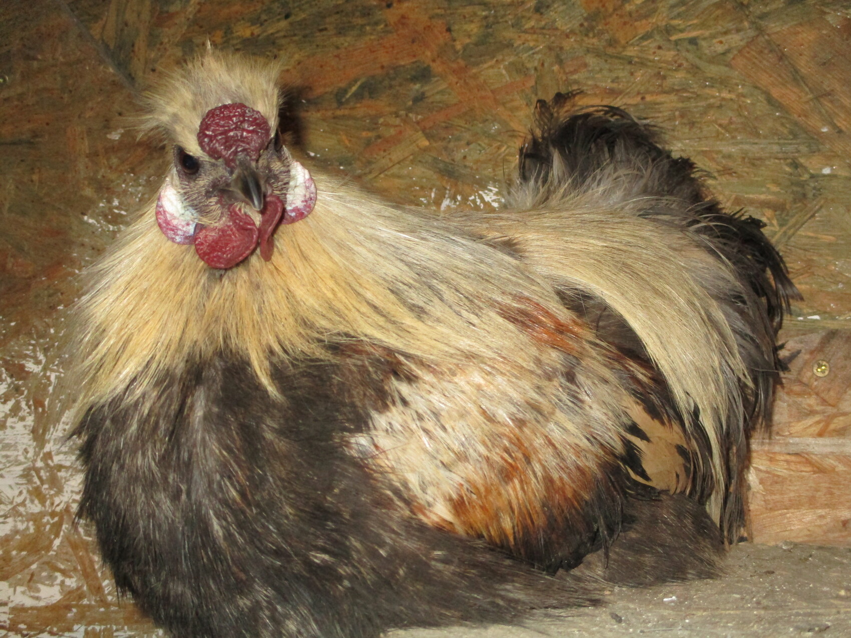 Hahn mit goldenem Gefieder, langer Schwanz im Stall, rote Kehllappen.
