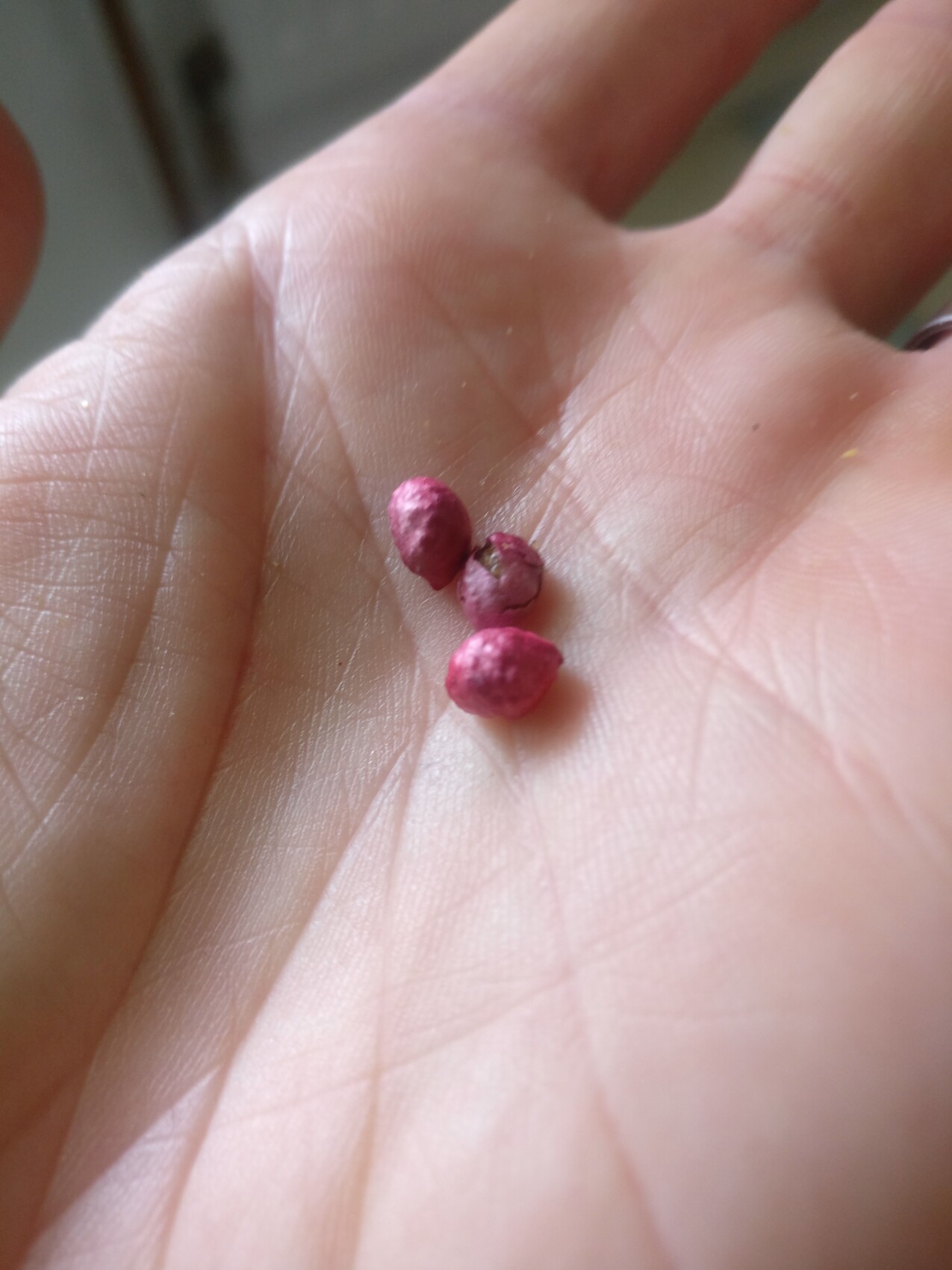 Nahaufnahme einer offenen Hand mit drei pinkfarbenen Samen-Kügelchen.