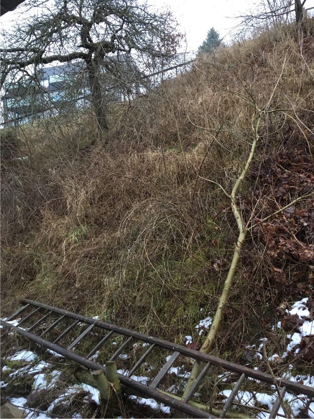 hang-garten-ueberwucherung-ladder-im-grundstueck.jpeg