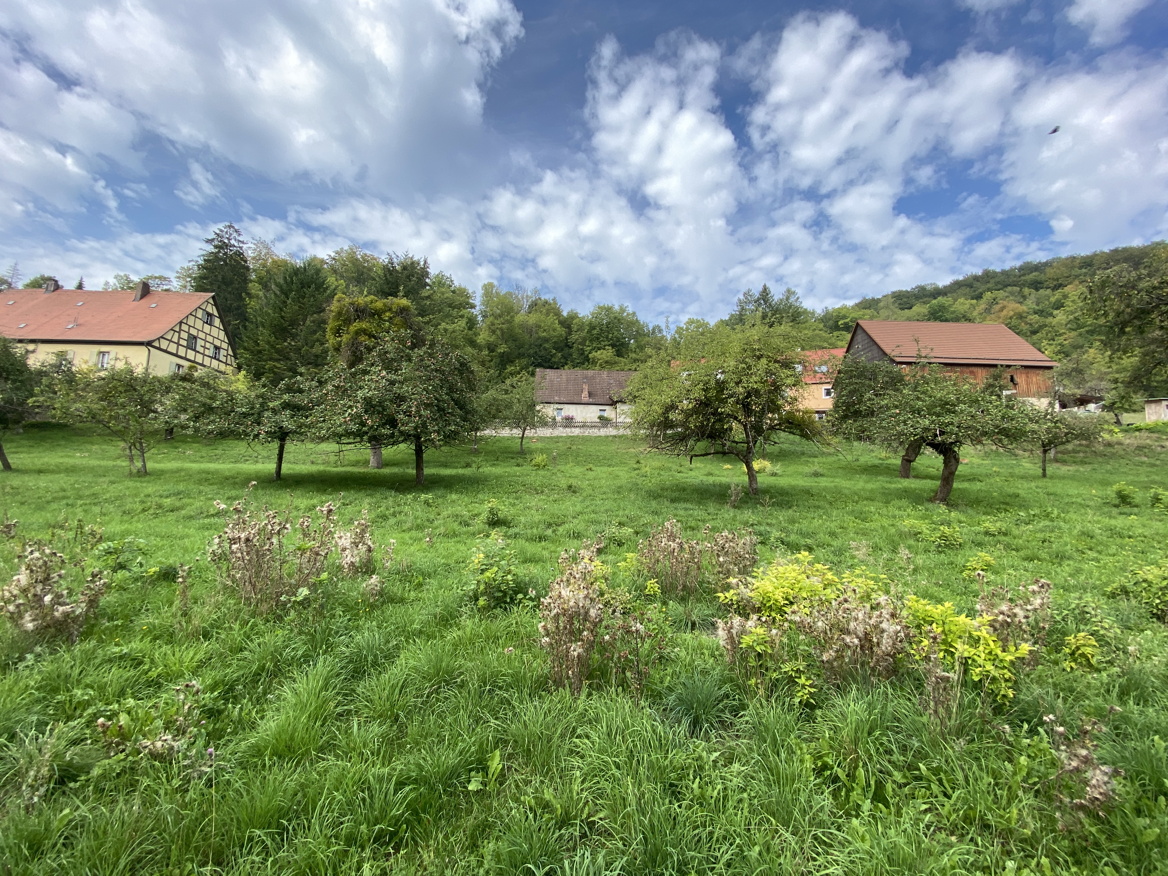 hanghaus-235-qm-mit-garage-im-keller-auf-3600-qm-grundstueck-464177-2.jpg