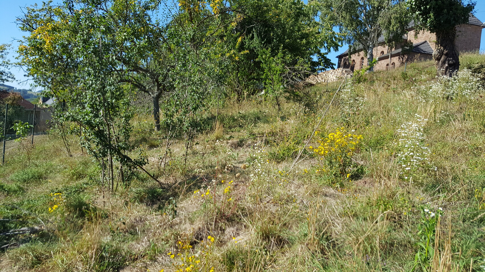 Hügellandschaft mit Gras, gelben und weißen Blumen, Bäumen und Backsteingebäude im Hintergrund.