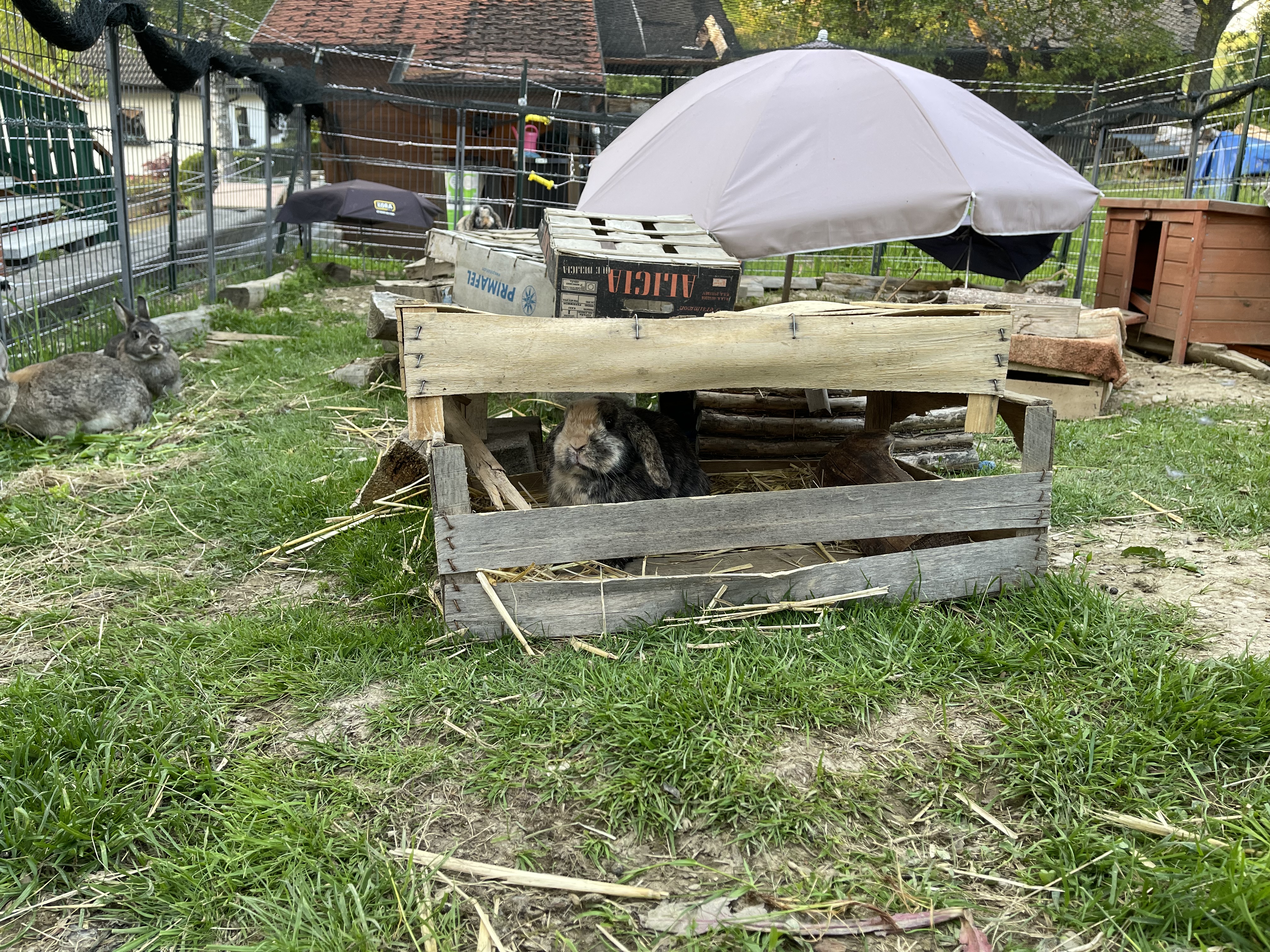 hasenstall-im-garten-mit-sonnenschirm-und-holzstall.jpeg