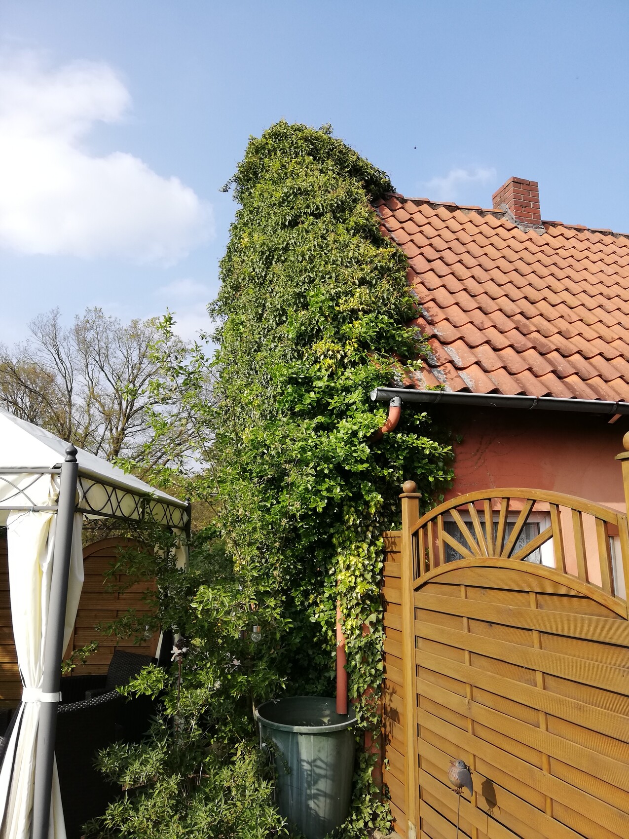 Efeu bedeckt den Eckbereich eines Hauses mit rotem Ziegeldach, daneben ein Holzzauntor im Garten.