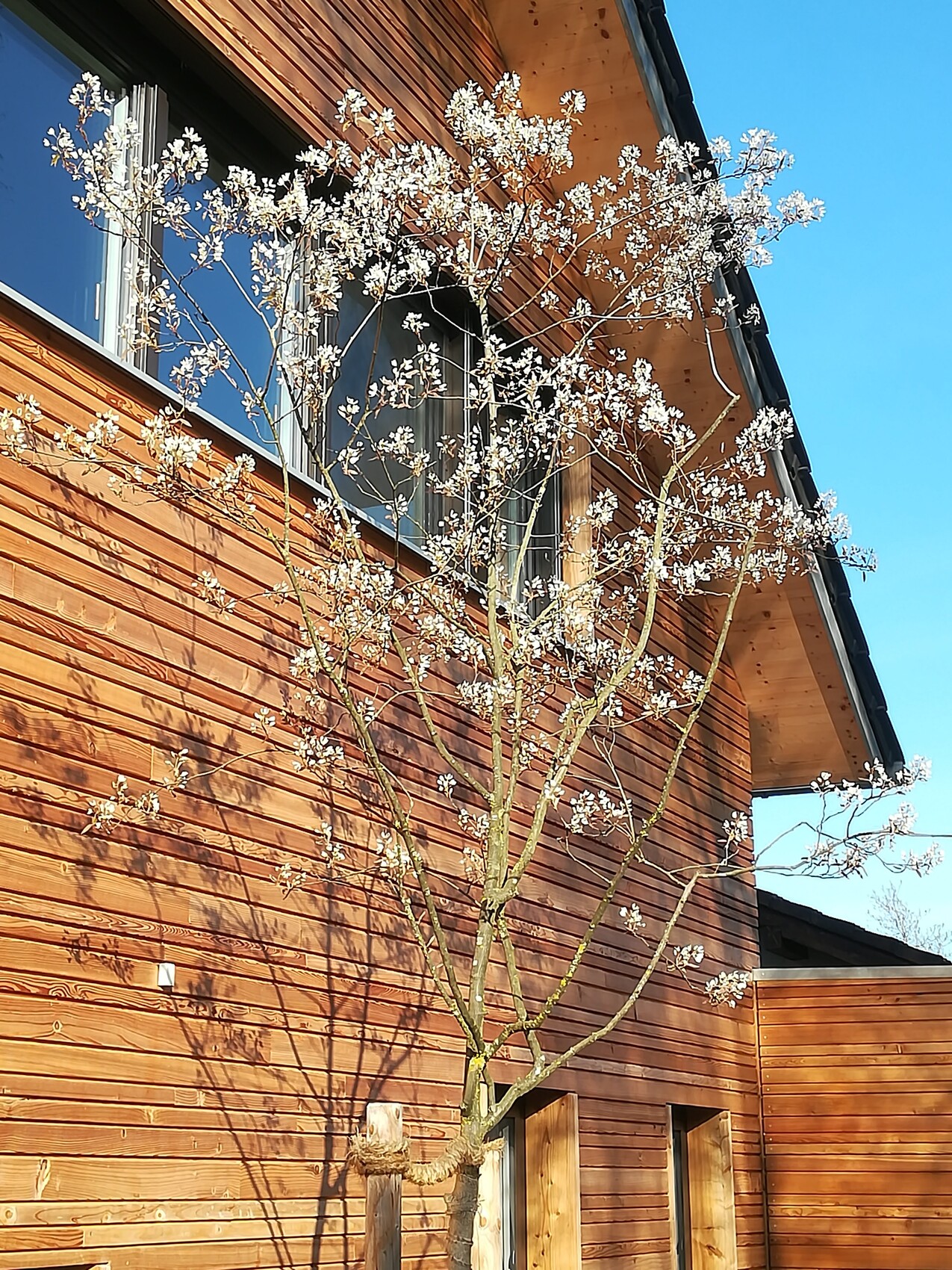 Baum mit weißen Blüten vor einem Holzhaus und Fenster, blauer Himmel