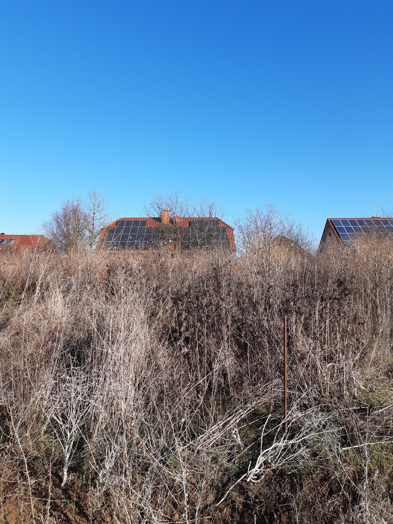 Dächer mit Solarmodulen hinter trockenen Sträuchern unter blauem Himmel.