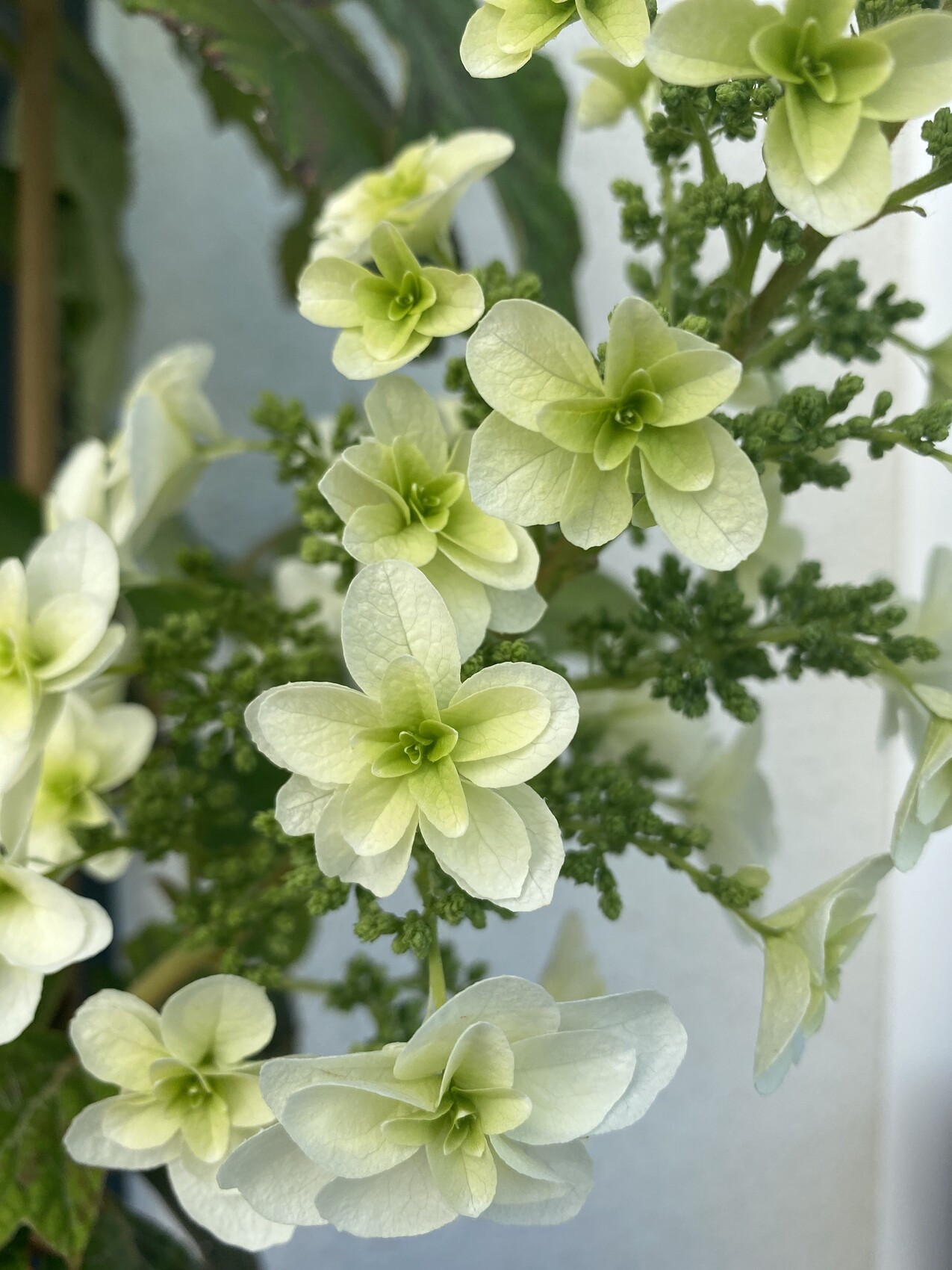 Nahaufnahme blassgrüner Hortensienblüten an grünem Geäst.