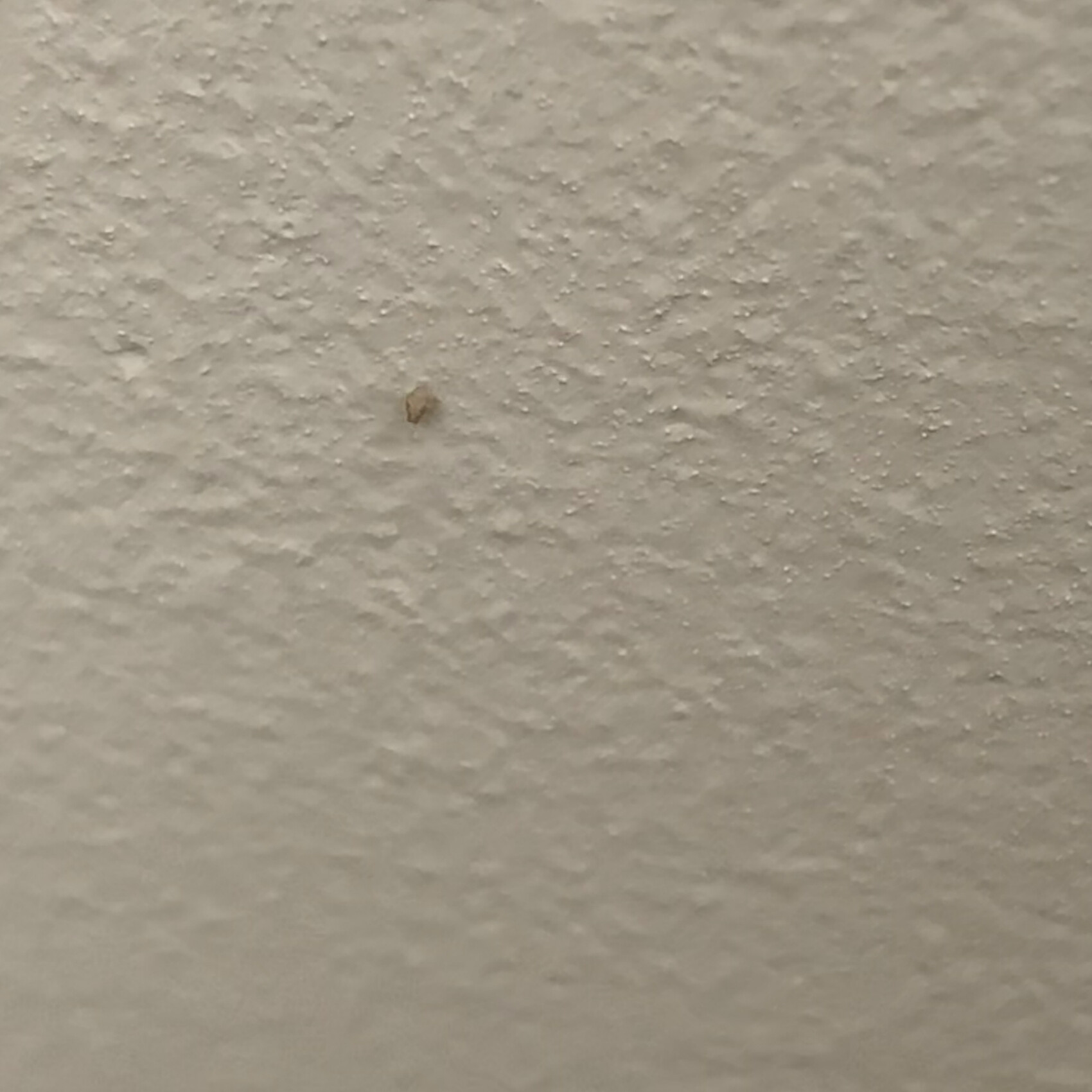 Weiße, grob strukturierte Wand mit kleinem braunen Fleck.