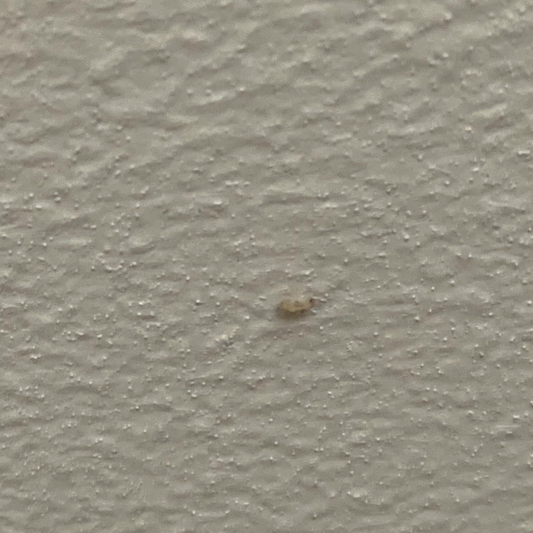 Nahaufnahme einer rauen hellgrauen Wand; in der Mitte ein kleines braunes Objekt.