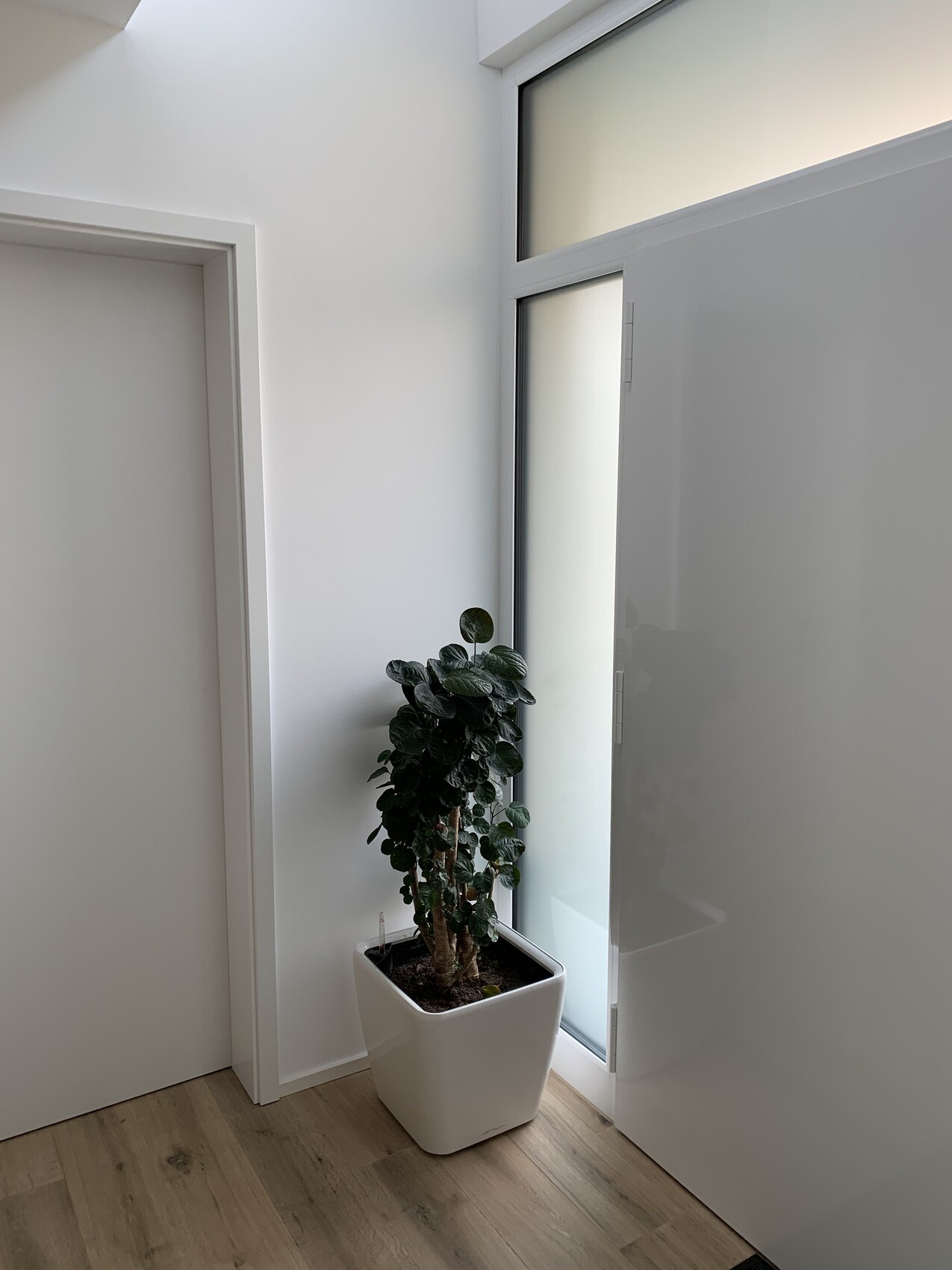 Grüne Zimmerpflanze in weißem quadratischem Topf im hellen Flur neben Fenster und Tür.