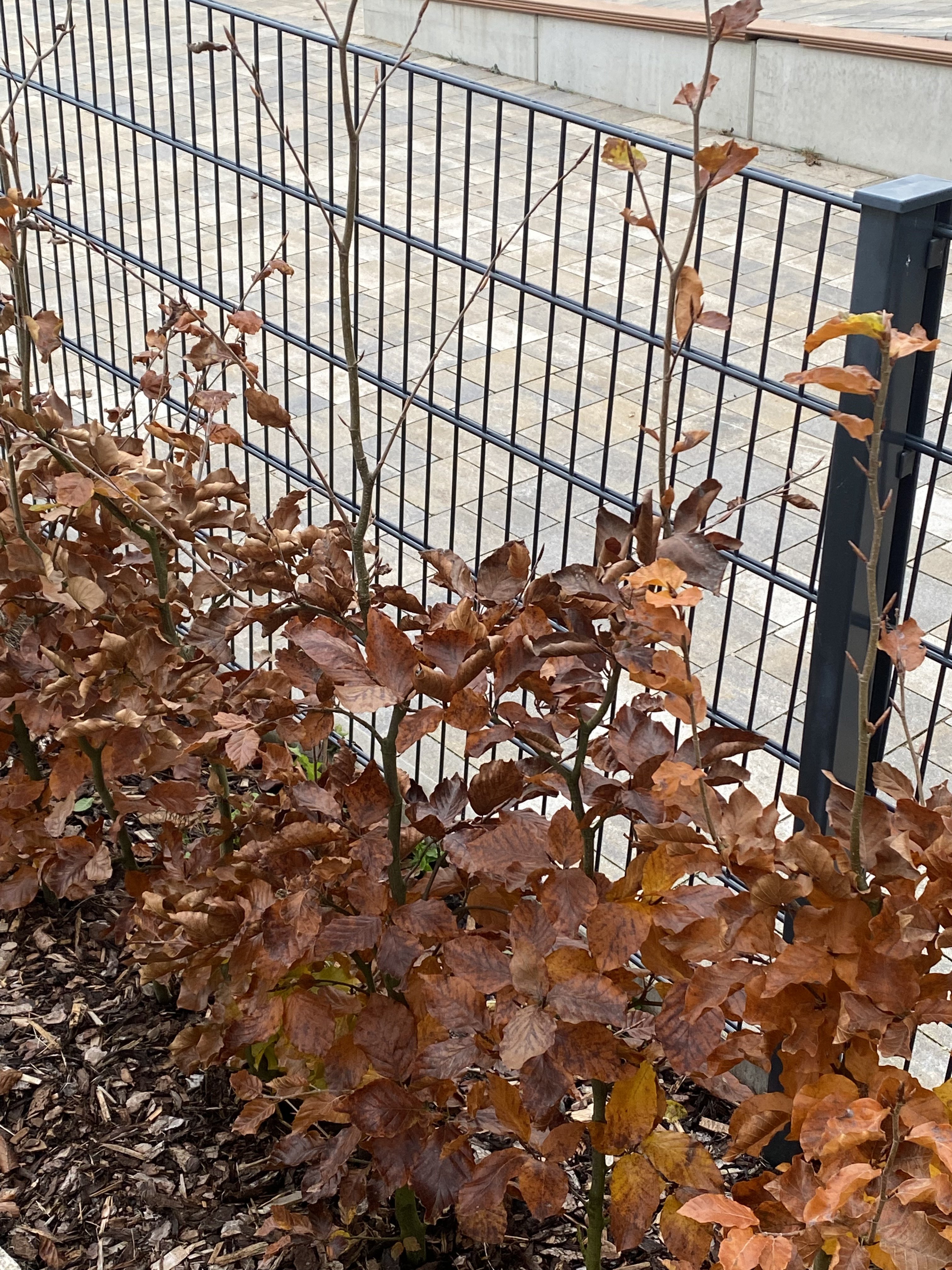 herbstliche-braun-blattige-hecke-am-metallzaun-im-vorgarten.jpeg