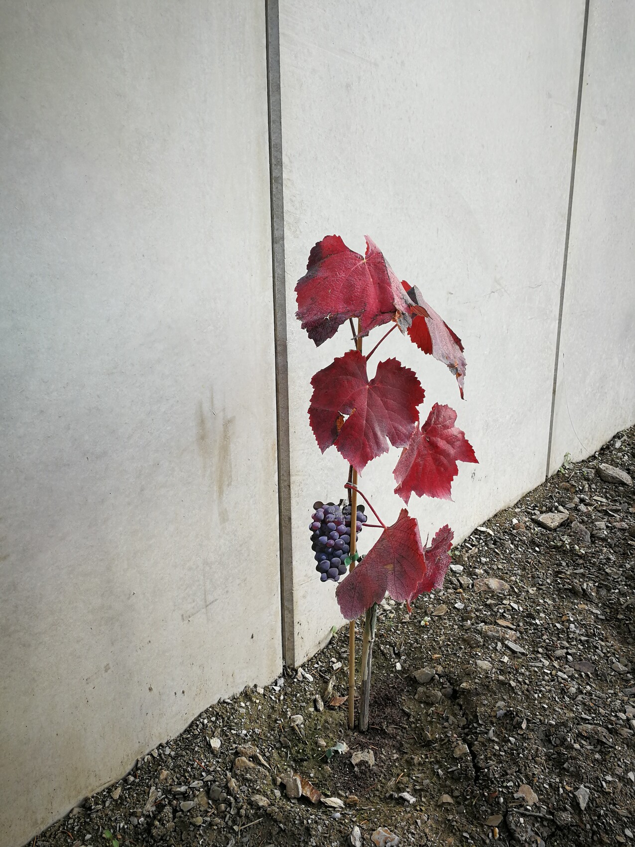 Kleiner Weinstock mit roten Herbstblättern und Trauben vor Betonwand
