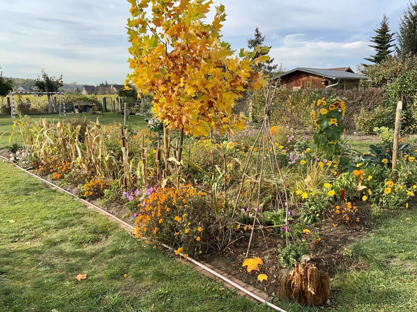 Garten im Herbst: gelb/orange Blätterbaum, bunte Blumenbeete, Holzhäuschen im Hintergrund.