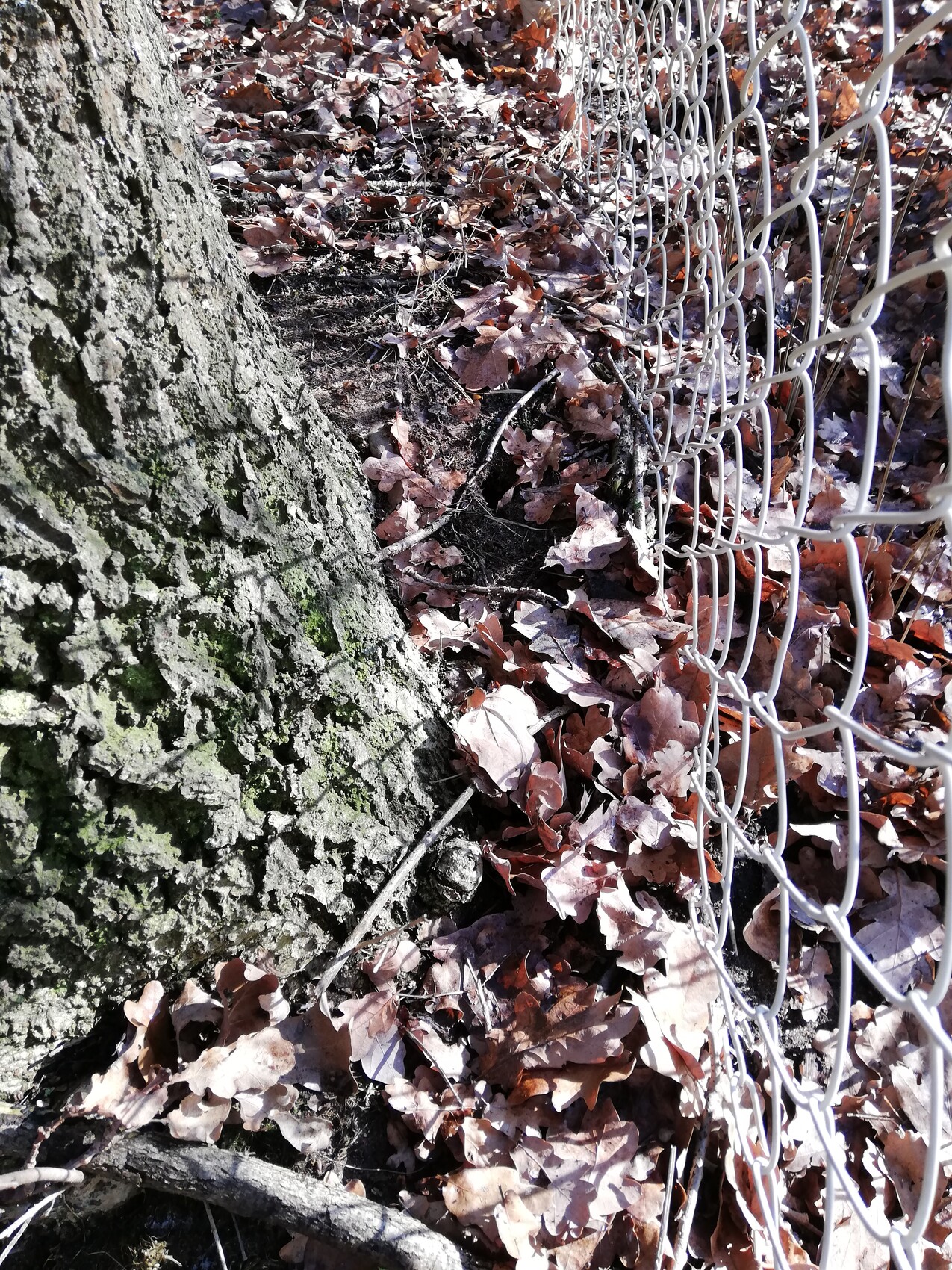Baumstamm neben Maschendrahtzaun, Herbstlaub am Boden