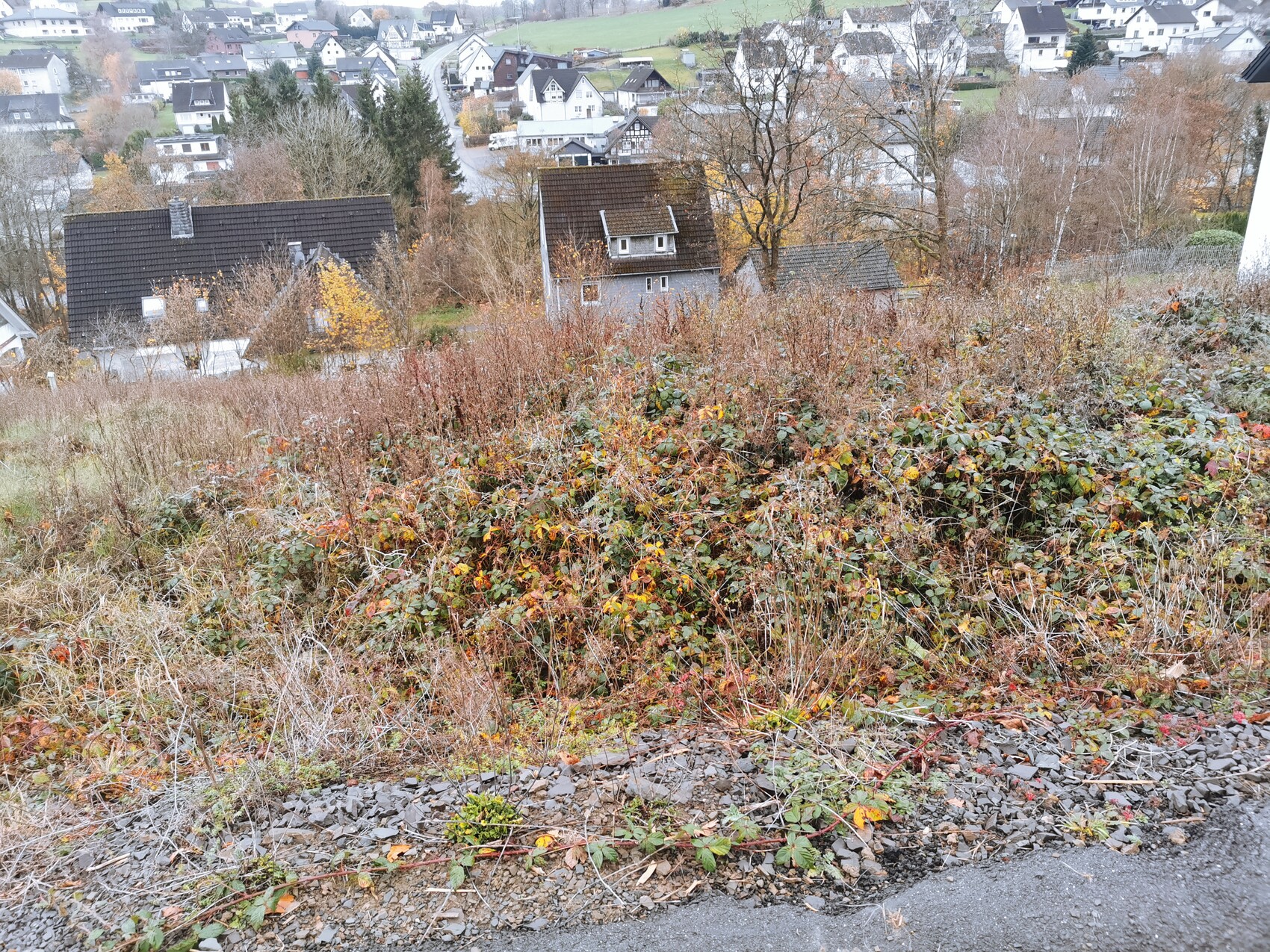 Hügelige Gartenfläche mit verwildertem Bewuchs und Blick auf Wohnhäuser im Herbst.
