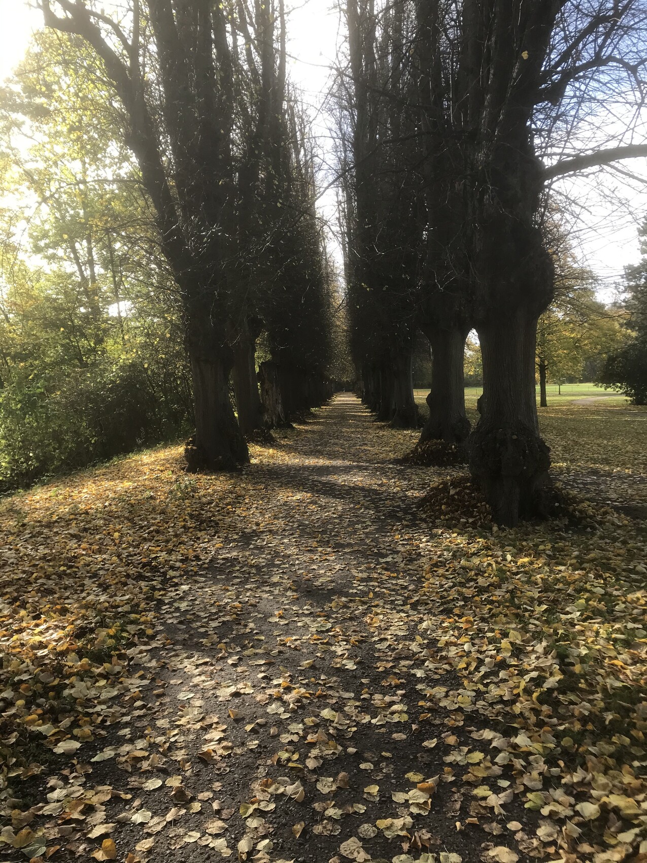 Allee von Bäumen mit fallenden Blättern auf einem mit Laub bedeckten Weg im Herbst.