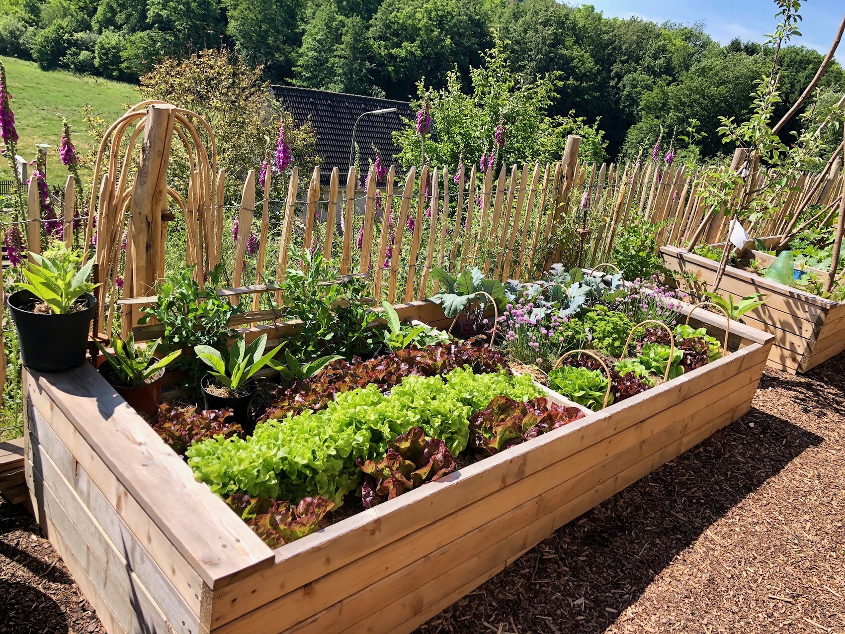 Hochbeet aus Holz mit Salat, Kräutern und Blumen; Holzzaun und ländliche Gartenlandschaft.