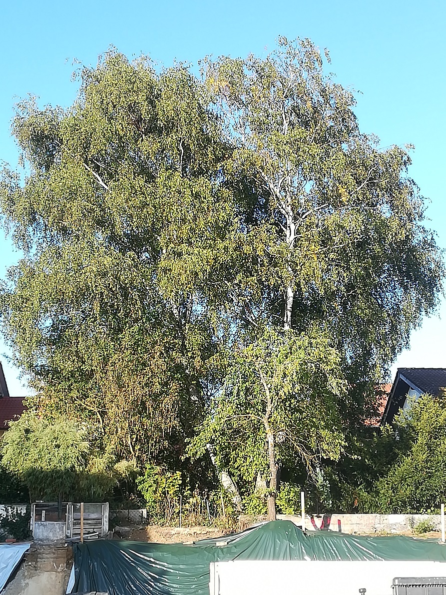 hoehe-duschtrennwand-welche-hoehe-ist-empfehlenswert-281590-1.jpg
