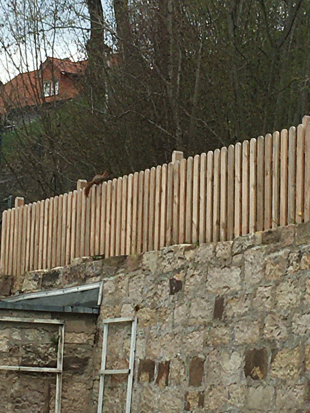 Holzlattenzaun auf einer Steinmauer, darauf sitzt ein Vogel; dahinter Bäume.