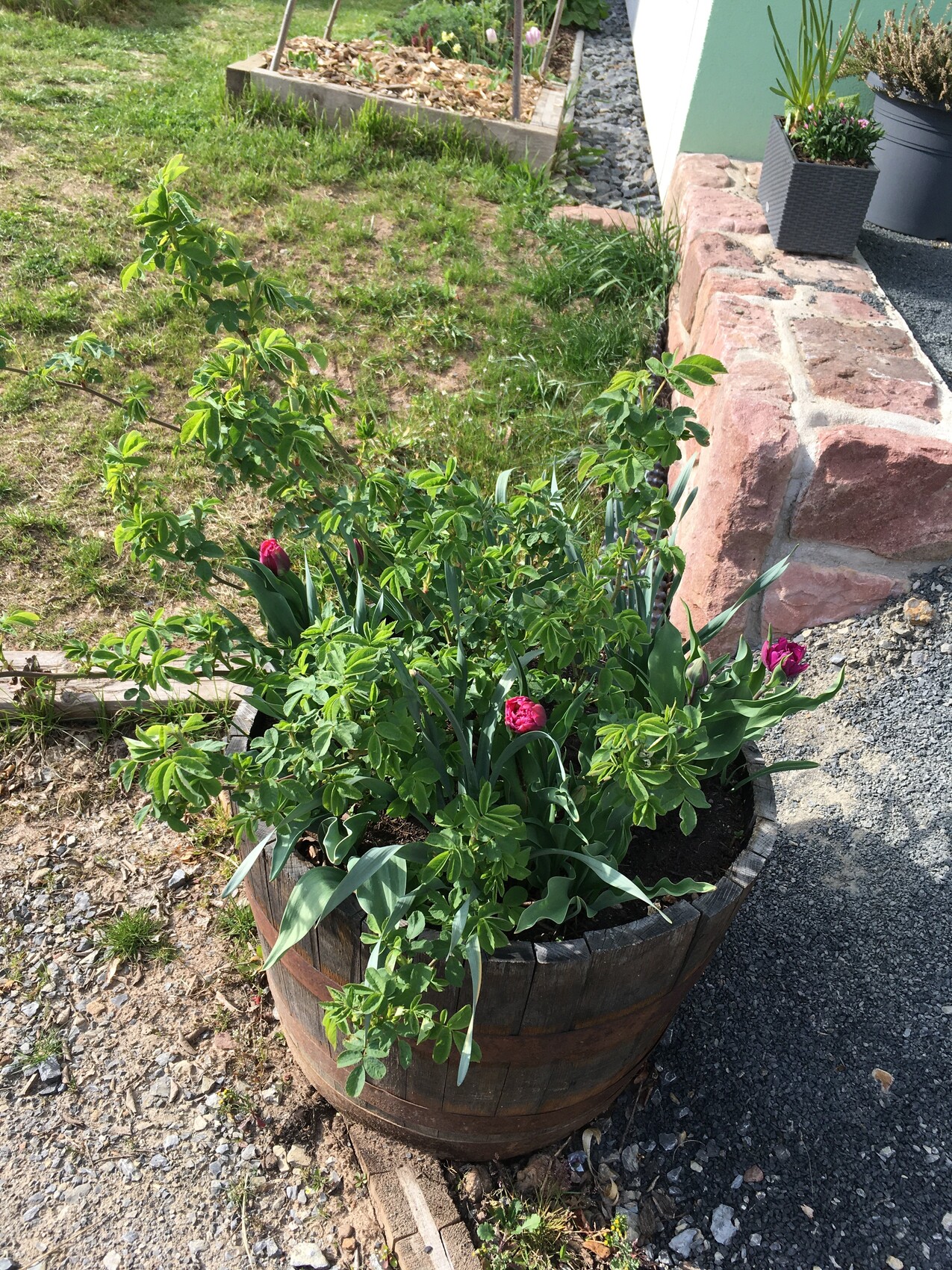 Runder Holzfass-Blumenkübel mit grünem Strauch und rosa Tulpen im Garten