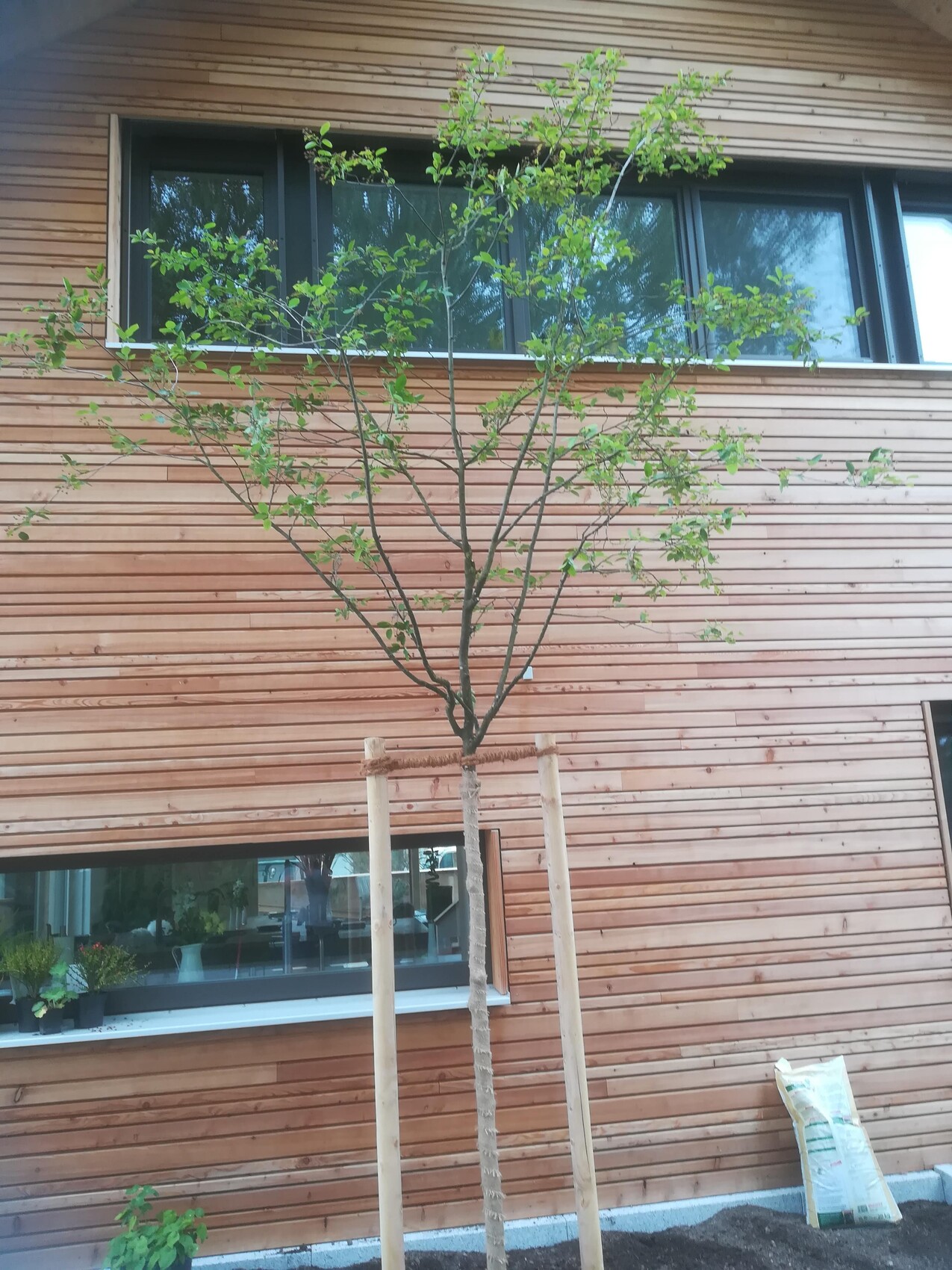 Junger Baum mit drei Stützpfosten vor einer Holzfassade, grüne Blätter.
