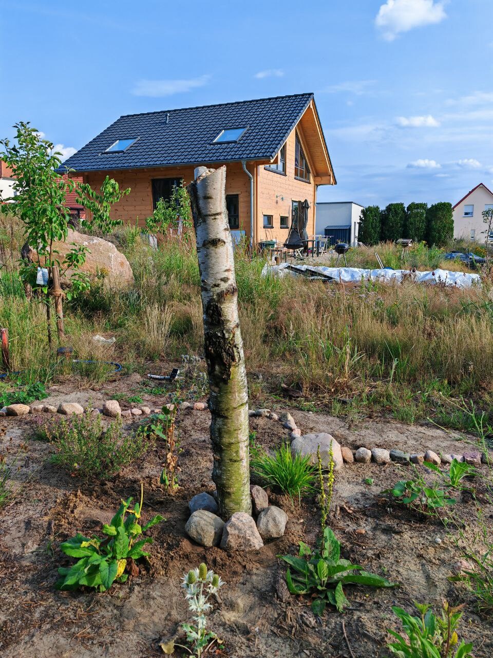 Holzhaus mit dunkelblauem Dach im Bau, Garten mit Birke im Vordergrund