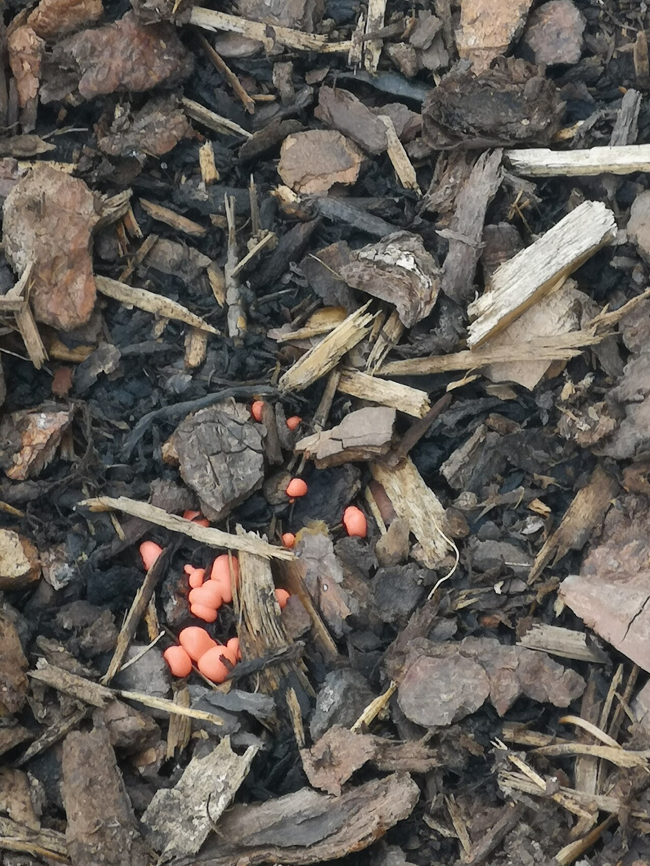 Holzmulch aus Rindenstücken und Holzspänen, mit orangefarbenen Pellets im Mulchbereich.