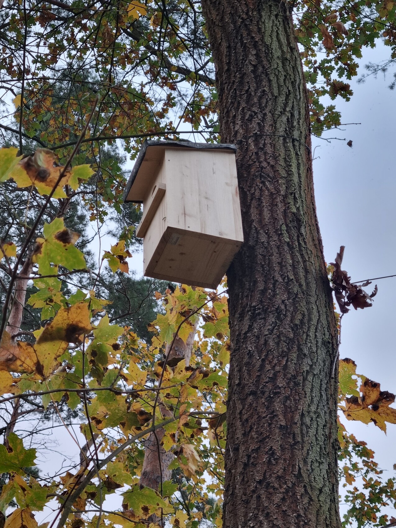 Holz-Vogelhaus am Baumstamm, umgeben von Herbstblättern