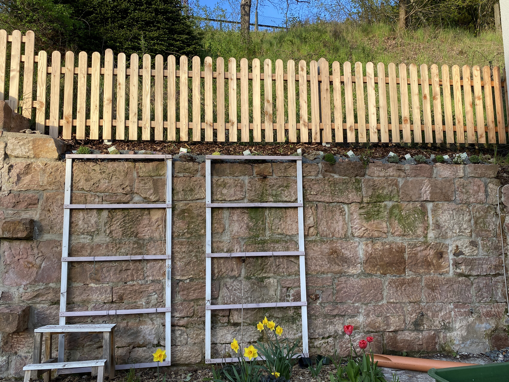 Steinmauer mit Holzstaketenzaun; zwei weiße Holzrahmen davor; Narzissen und Tulpen vorne