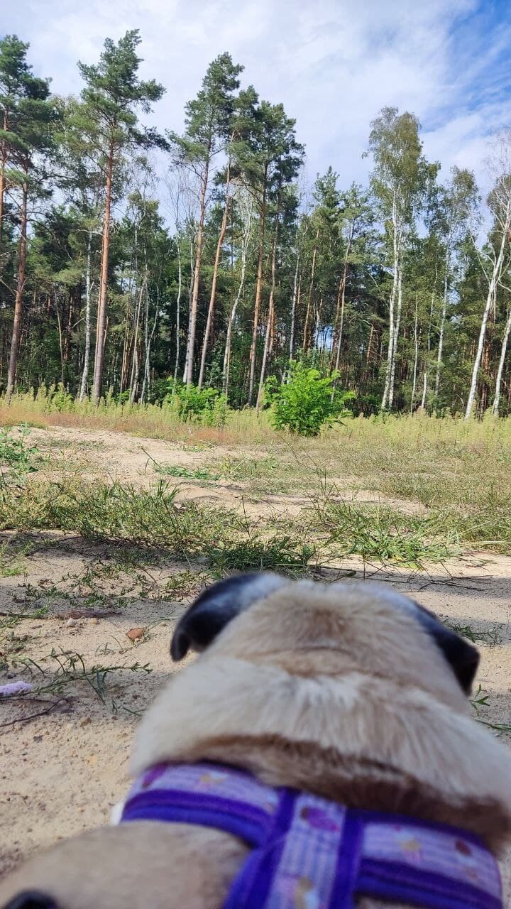 hund-im-wald-am-sandstrand.jpg