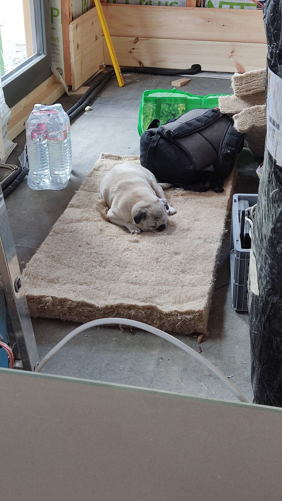 Kleiner Hund liegt auf braunem Teppich in einer Baustelle neben Ausrüstung.