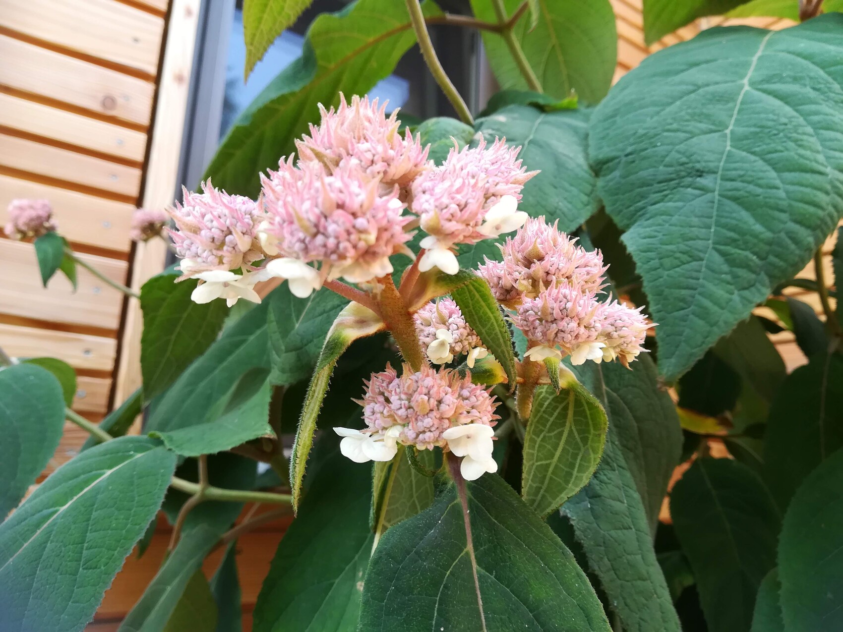 Hydrangea-Pflanze mit rosa Blüten vor Holzwand und großen grünen Blättern