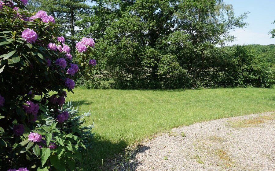 Violette Rhododendren am linken Rand, grasgrüner Rasen, Kiesweg rechts, Bäume im Hintergrund