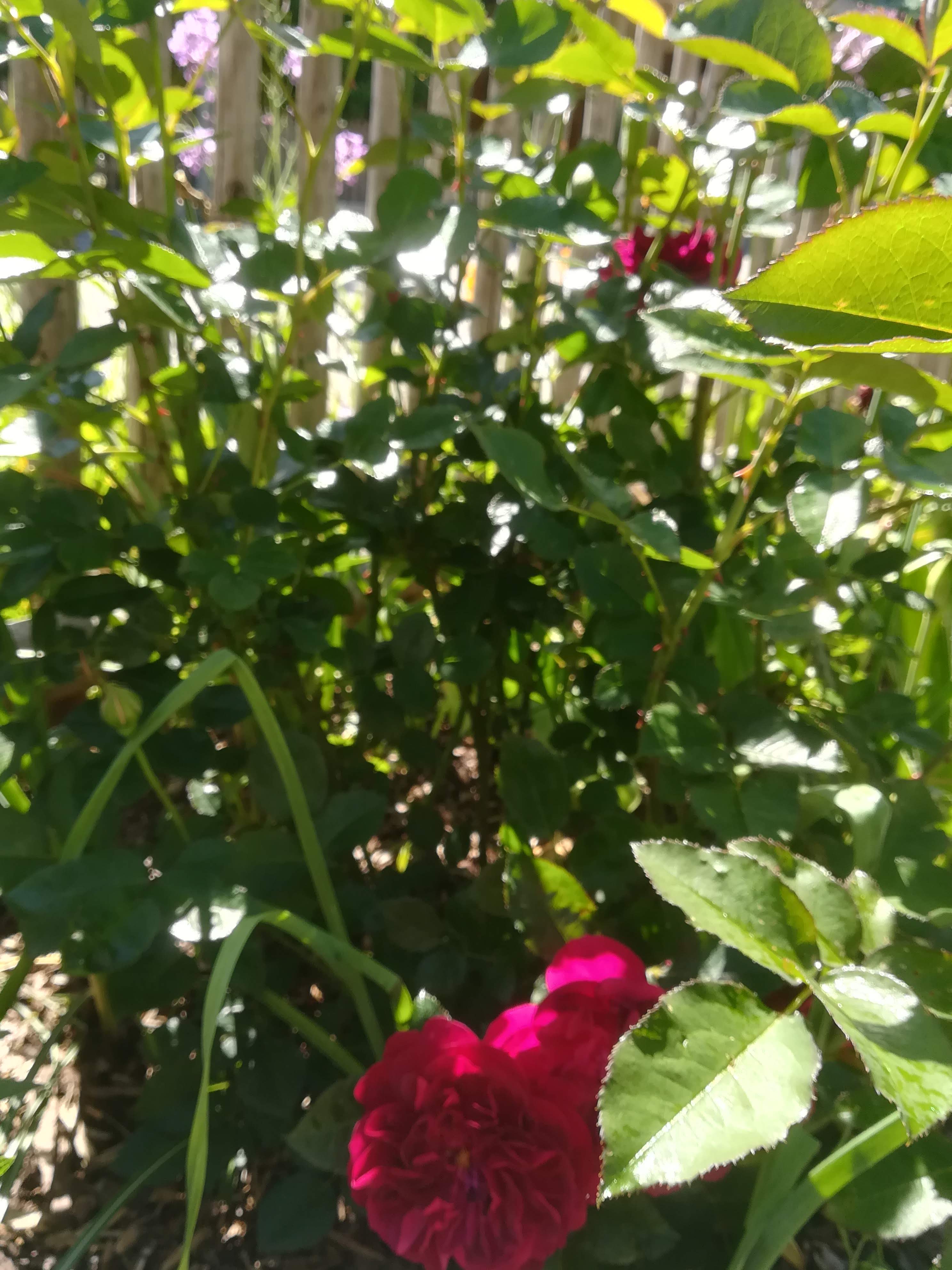 IMG_20210614_160745.jpg