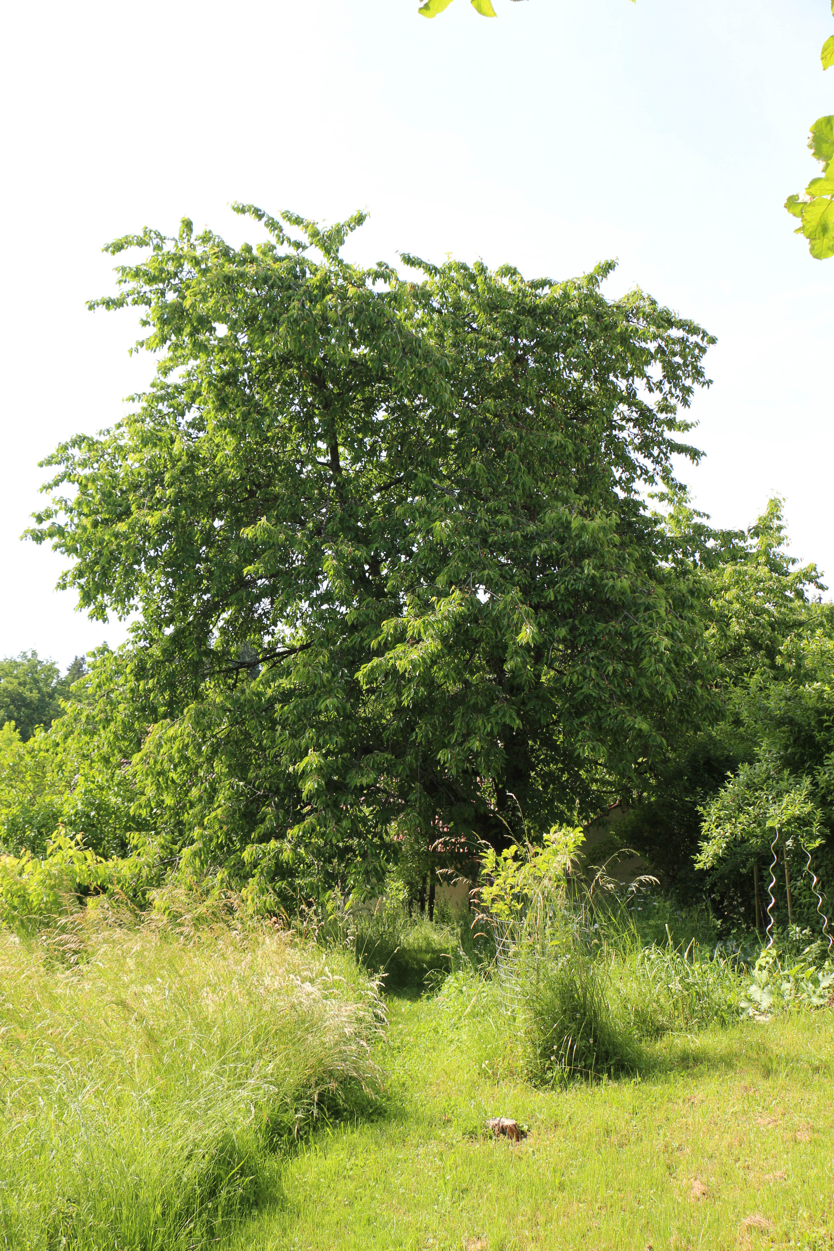IMG_6277.jpg