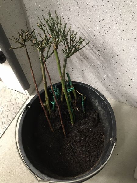 Mehrere dünne Stiele wachsen aus schwarzem Pflanzkübel; oben verzweigte kahle Triebe.