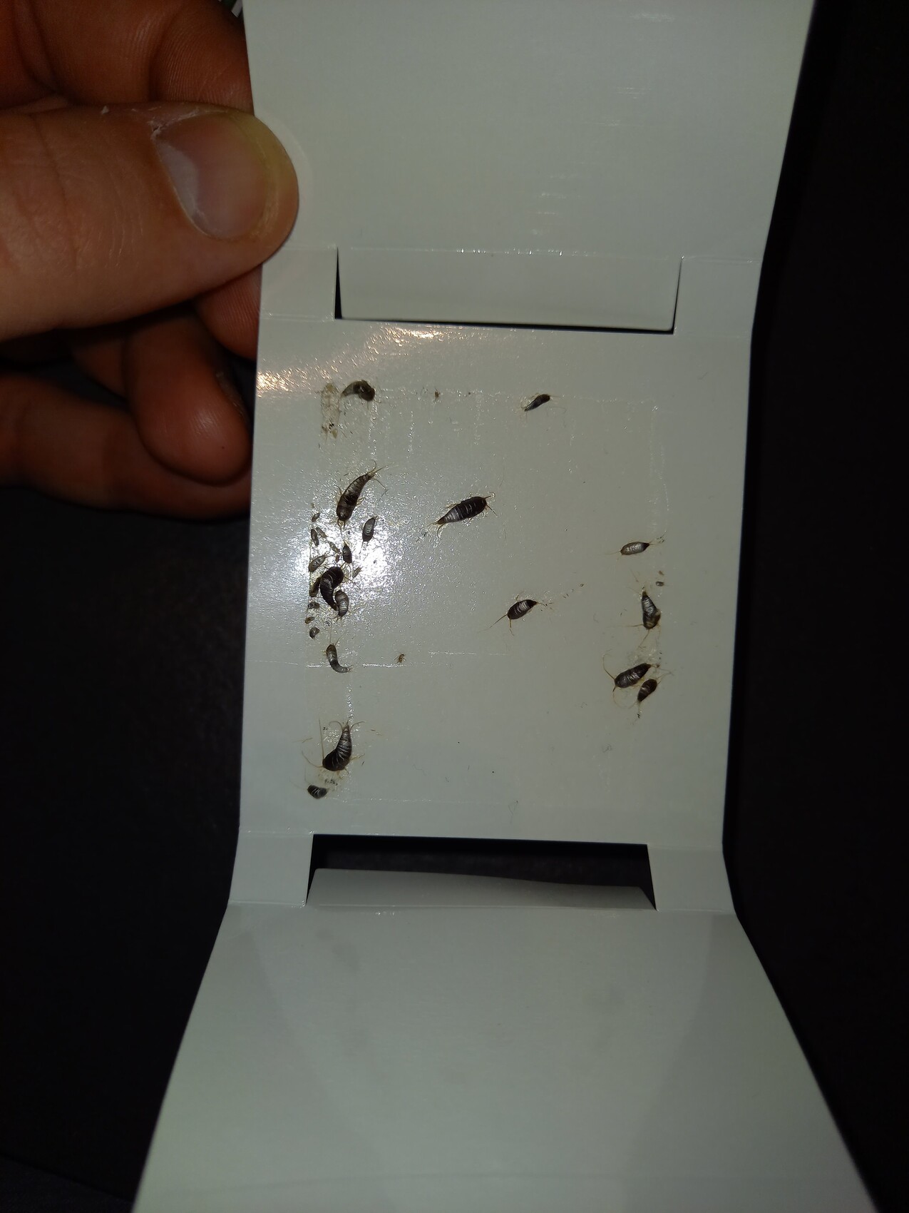 Nahaufnahme: Hand hält hellblaues Kunststoffteil mit vielen winzigen schwarzen Insekten.