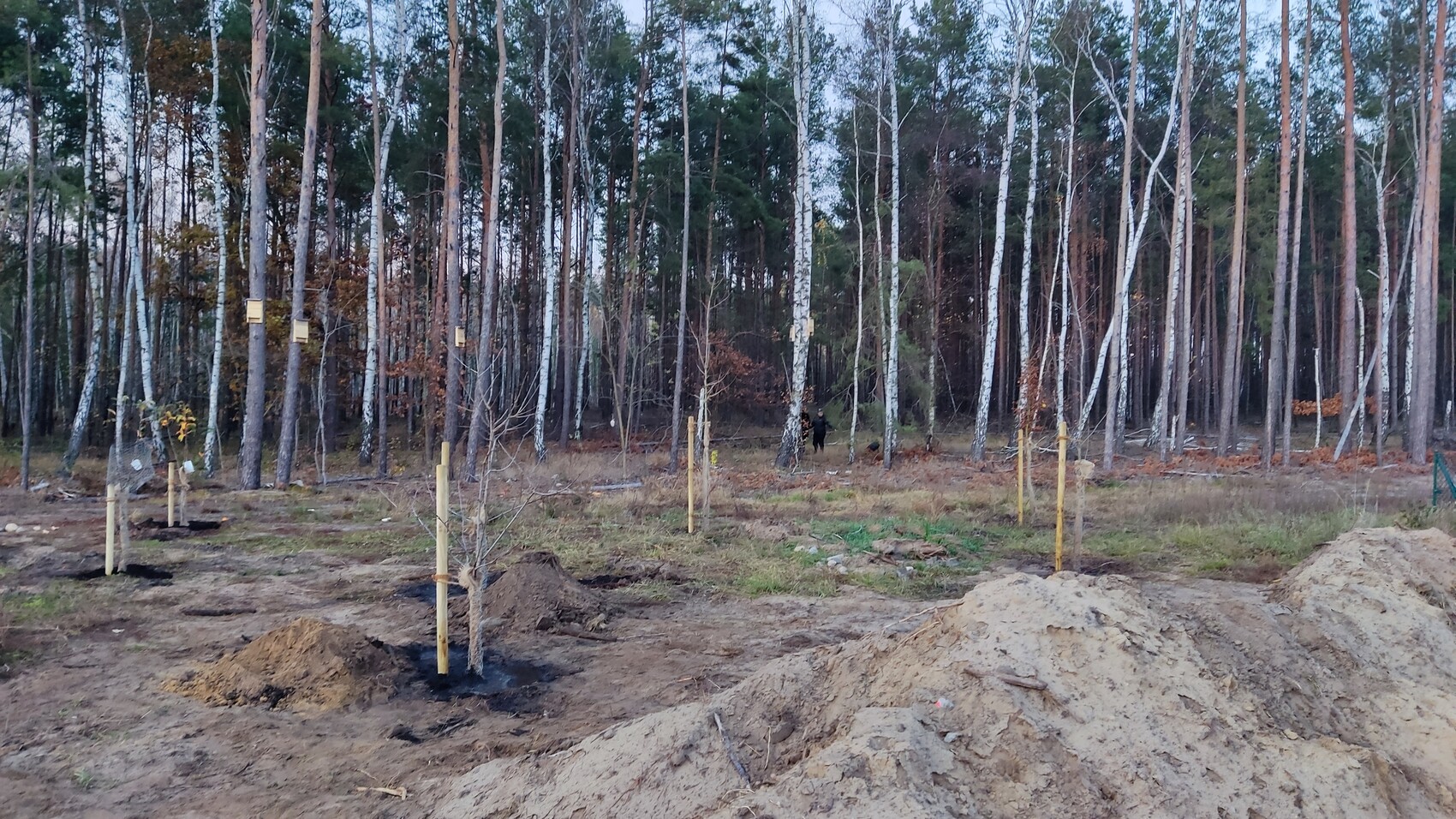 Pflanzfläche im Wald mit jungen Bäumen, Stützen und Erdhügeln; zwei Personen im Hintergrund.