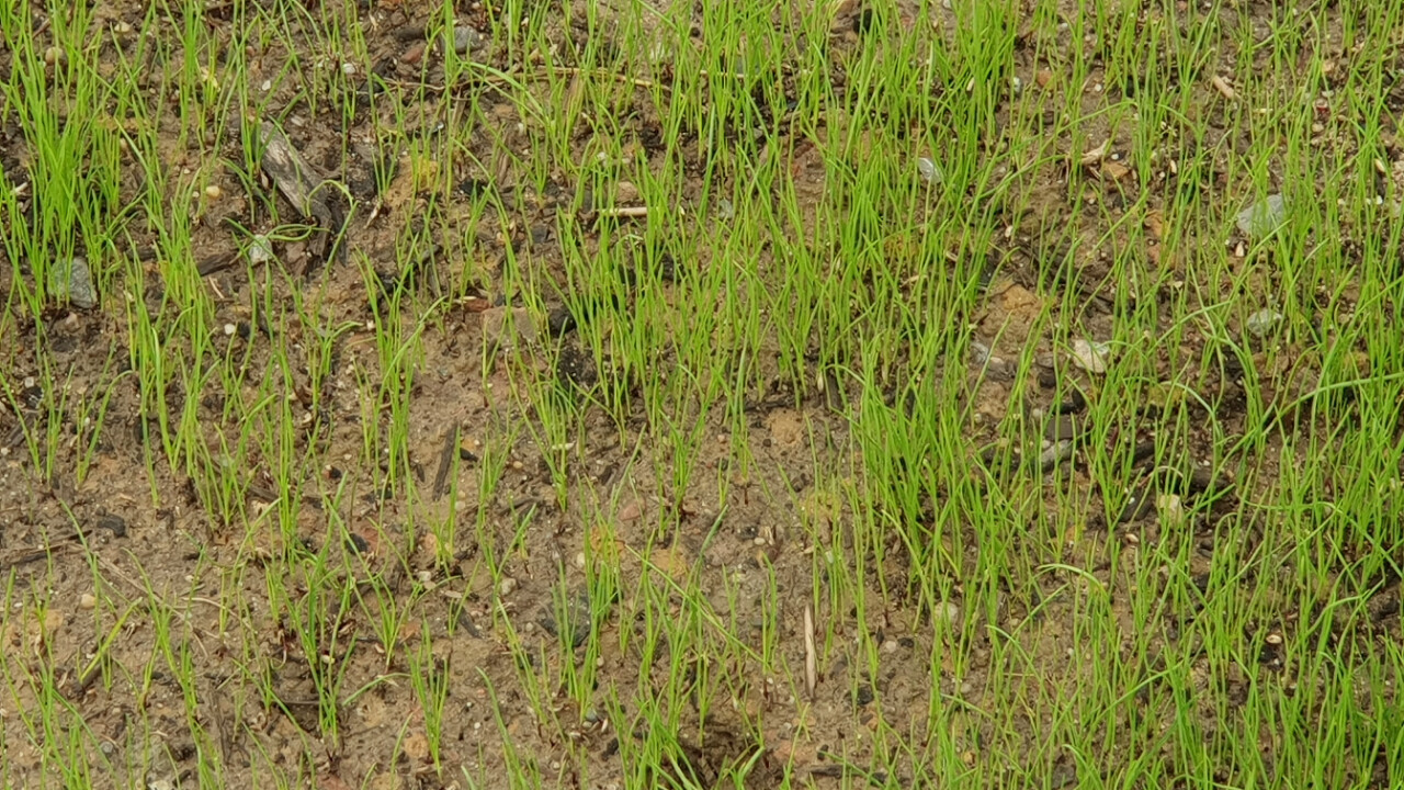 Junge Grashalme wachsen dicht aus brauner Erde in einem Feld.
